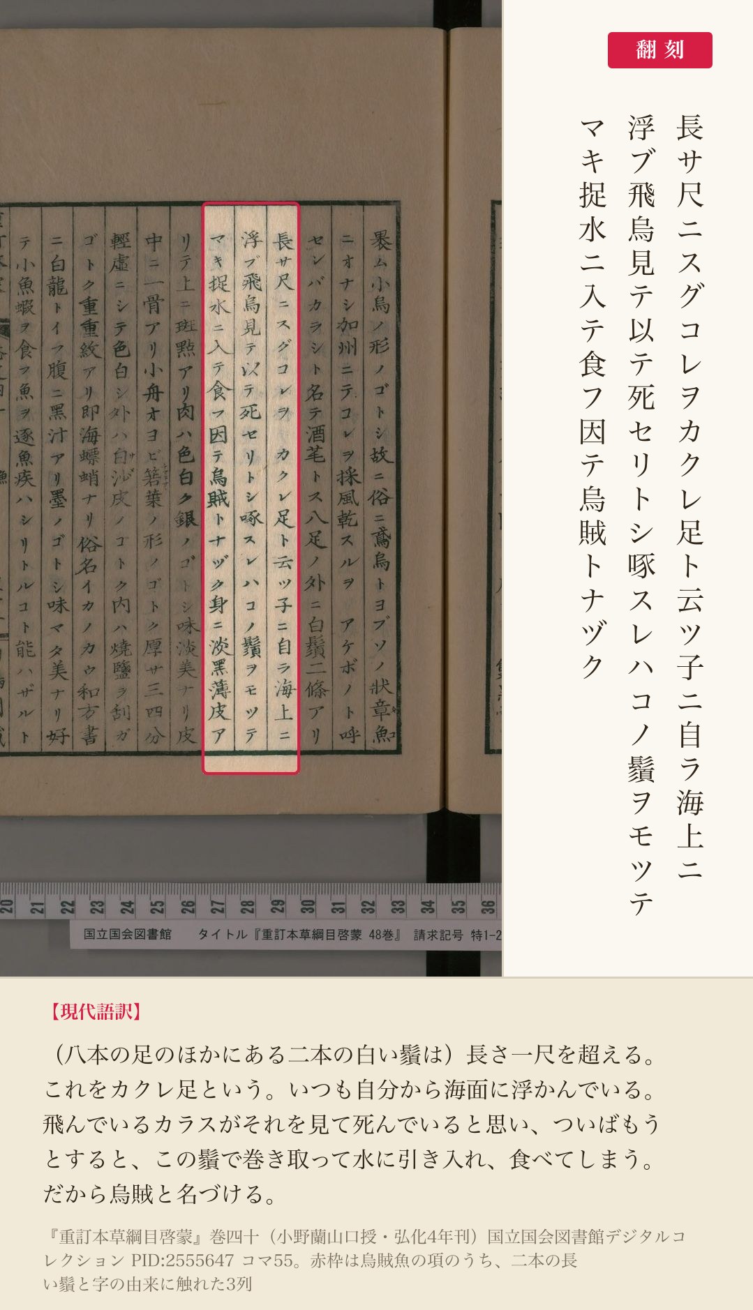 『重訂本草綱目啓蒙』烏賊魚の項、二本の長い鬚と字の由来に触れた箇所と翻刻