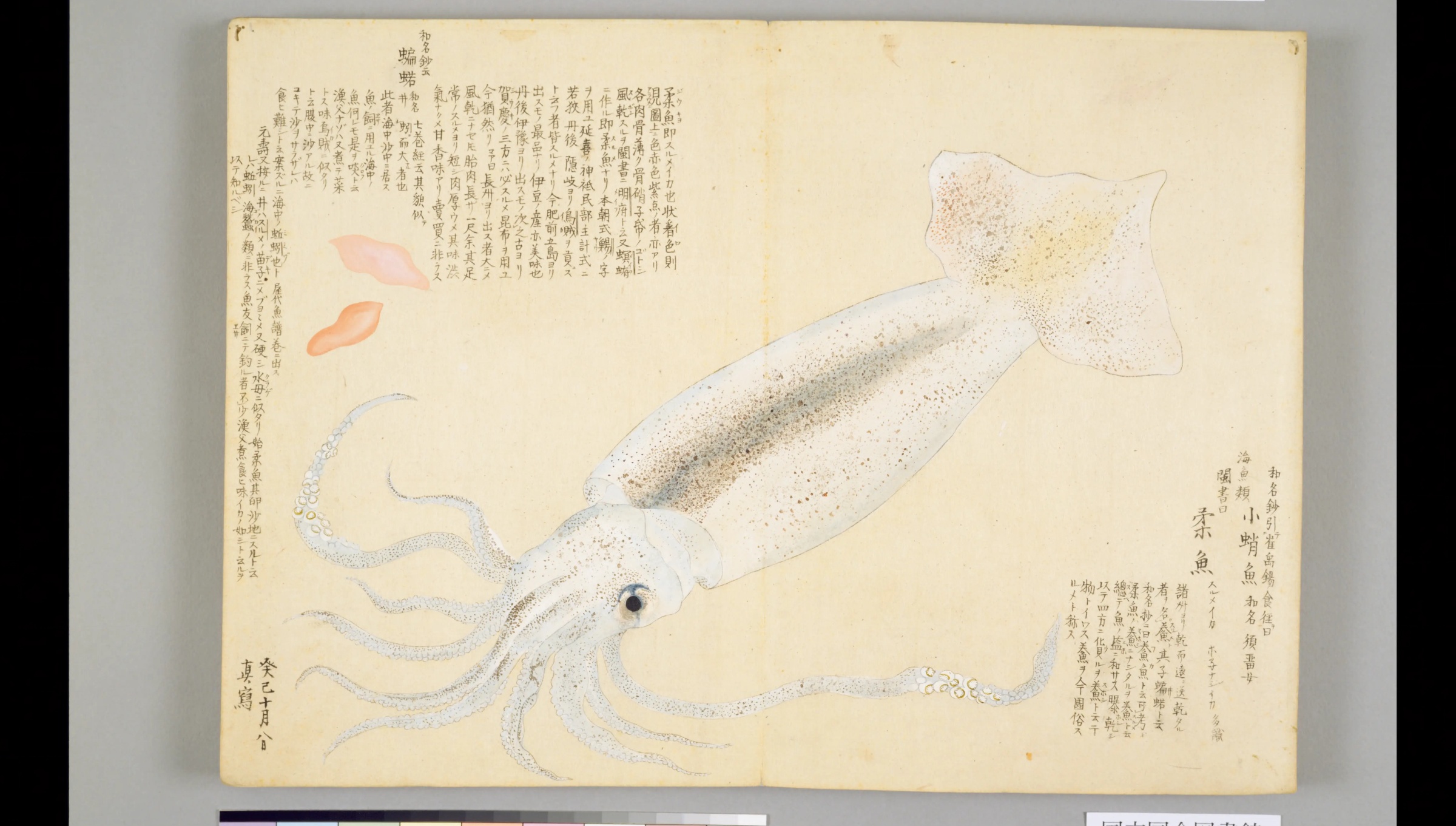 『梅園魚品図正』のイカ図（NDL PID 1287112 コマ34）