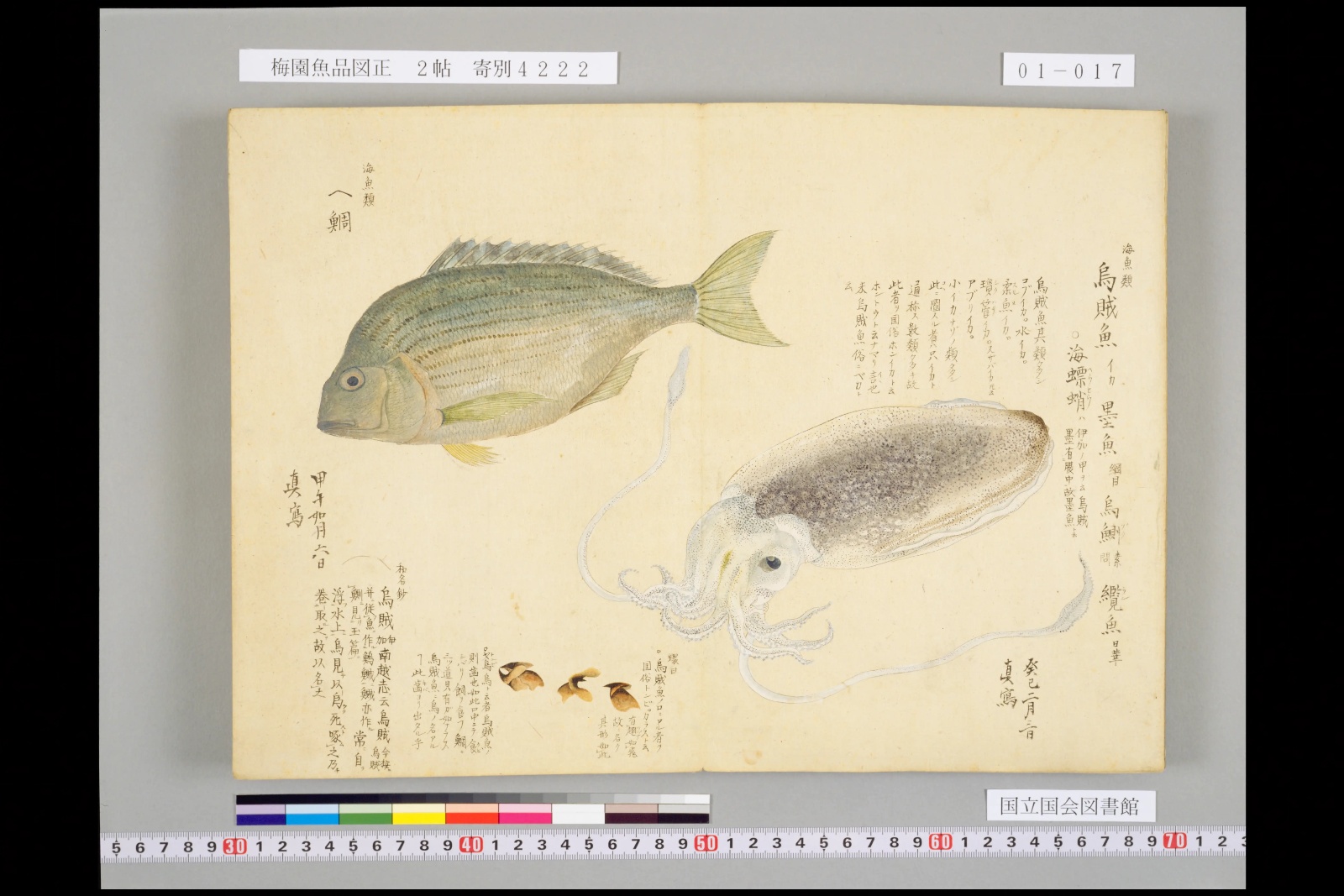 『梅園魚品図正』の見開き。左に鯛、右に長い触腕を持つイカが描かれ、「烏賊魚」の書き入れがある