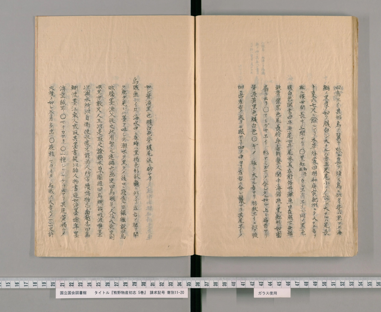 『熊野物産初志』コマ126の見開き。左ページに「烏賊魚　イカ」の項、右ページはエイの項
