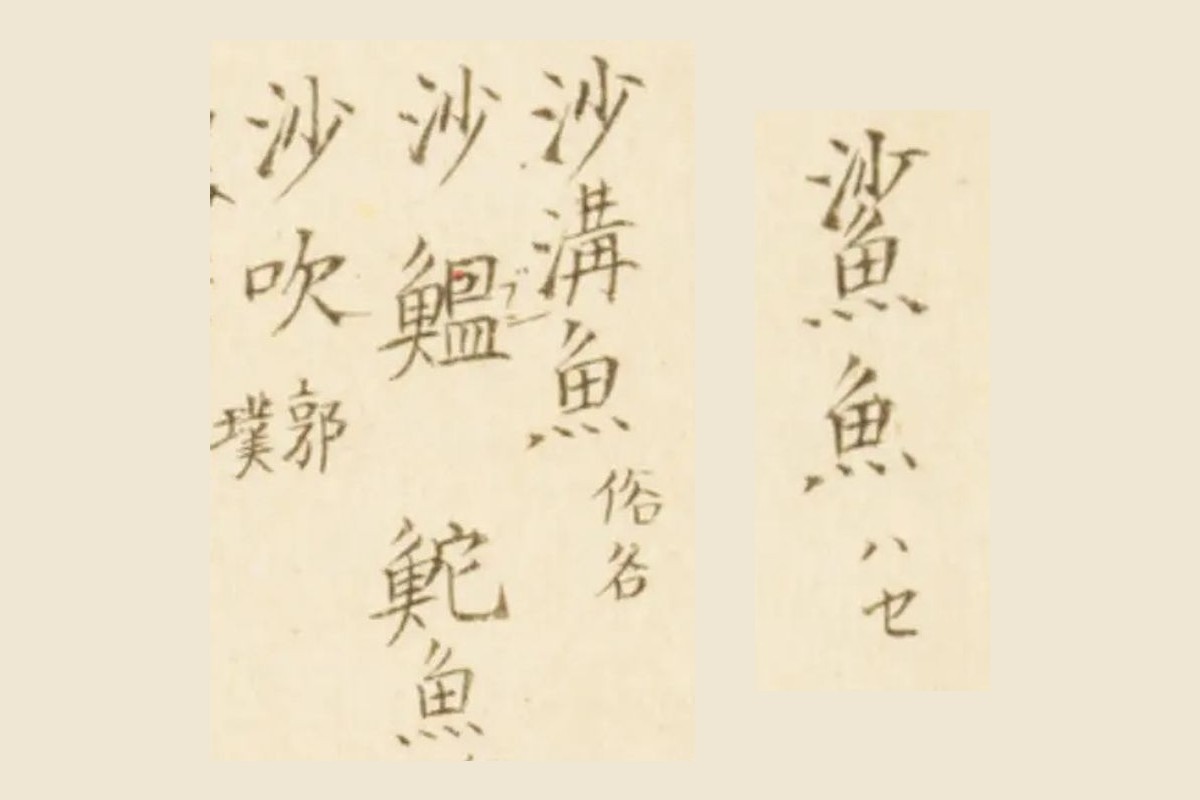 『梅園魚品図正』コマ13の書き入れ「鯊魚 ハセ」と「沙溝魚 俗名」「沙鰛」「鮀魚」「沙吹 郭璞」の大写し