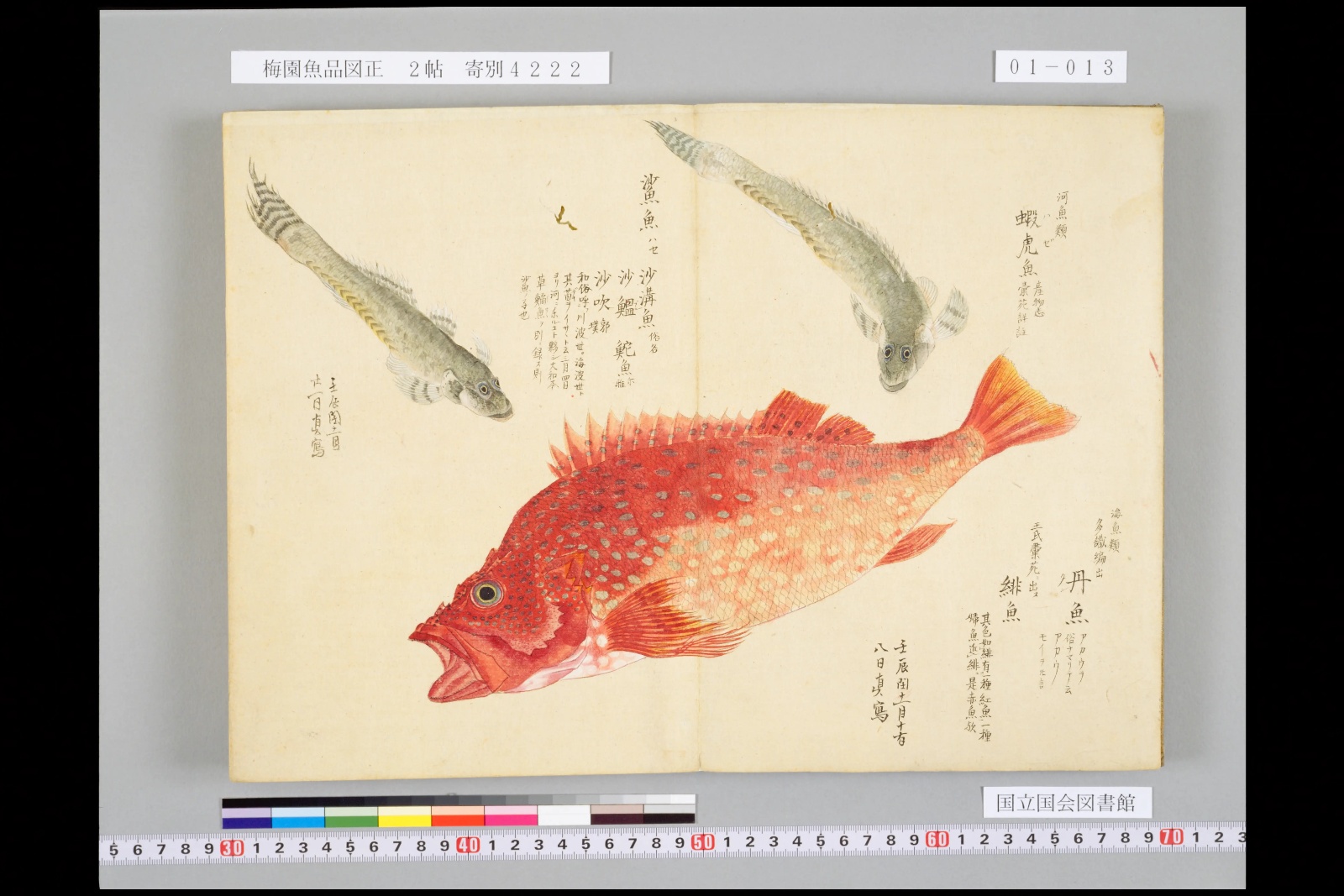 『梅園魚品図正』コマ13の見開き。上に、頭が大きく体の細長い灰色の魚が二尾。下に大きな赤い魚