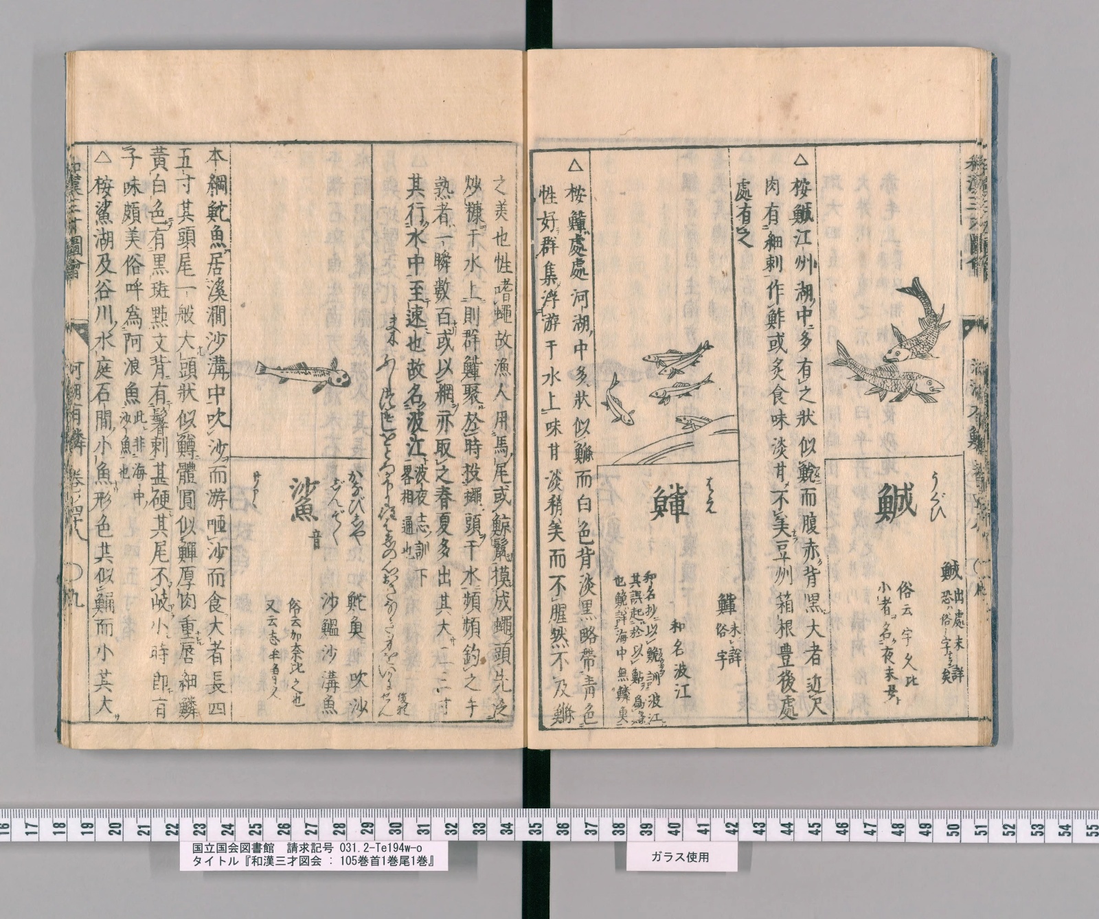 『和漢三才図会』巻四十八コマ13の見開き。左ページの右に魚の絵と見出し「鯊」