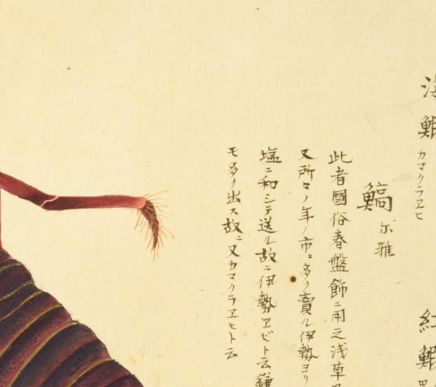 『梅園介譜』イセエビ図の書き入れ。「此者國俗春盤飾ニ用之、浅草及神田、又所々ノ年ノ市ニ多ク賣ル」から始まる4行