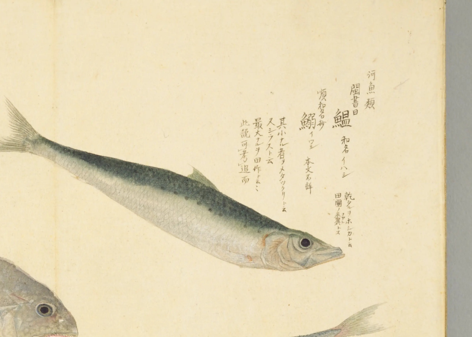 『梅園魚品図正』巻一コマ11の鰯の彩色図。青緑の背に黒い点が並ぶ魚を右向きに描き、右上に「鰮」の見出しと書き入れがある