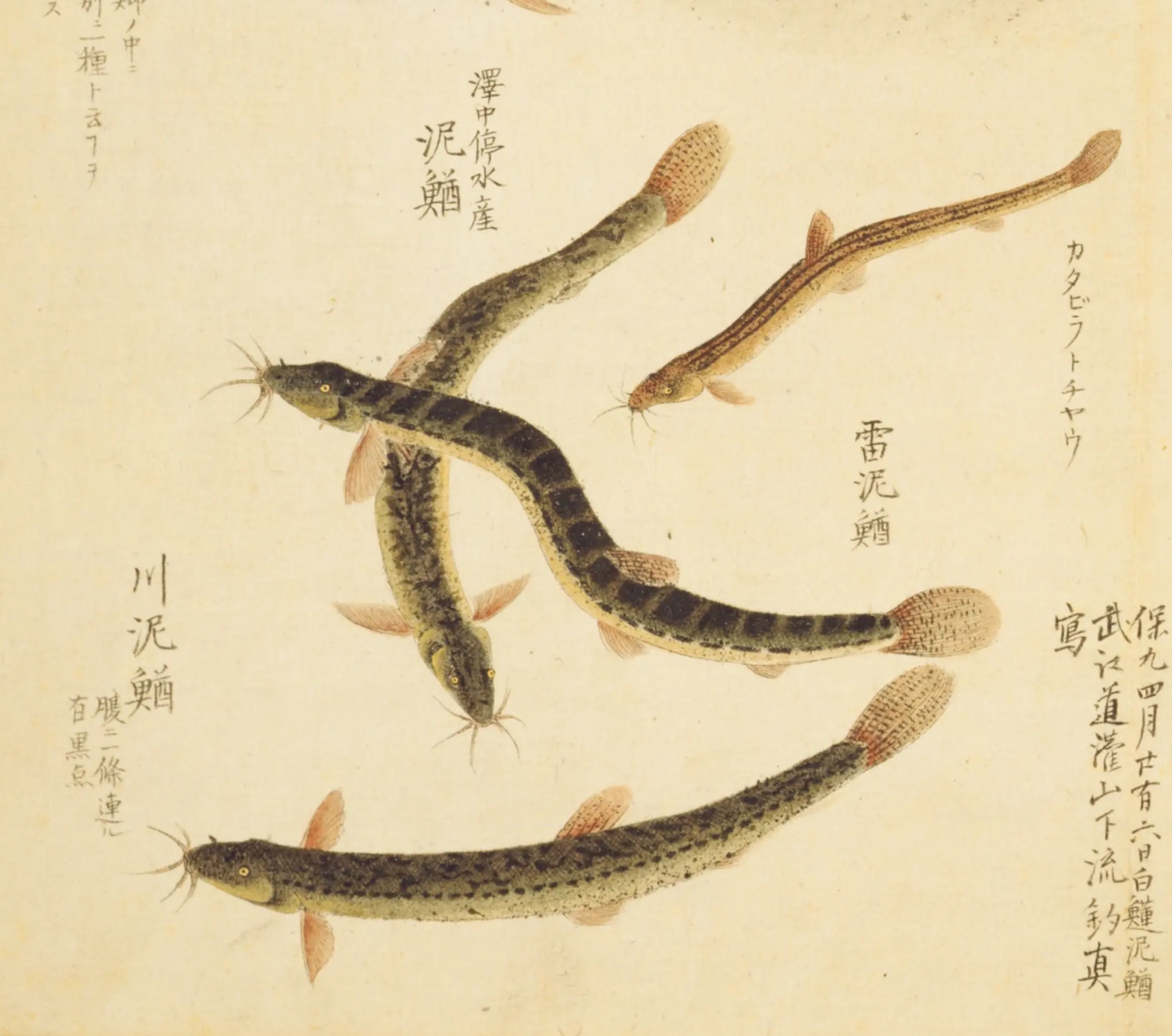 『梅園魚譜』に描かれたドジョウ四尾。長いひげと黒い斑のある細長い体