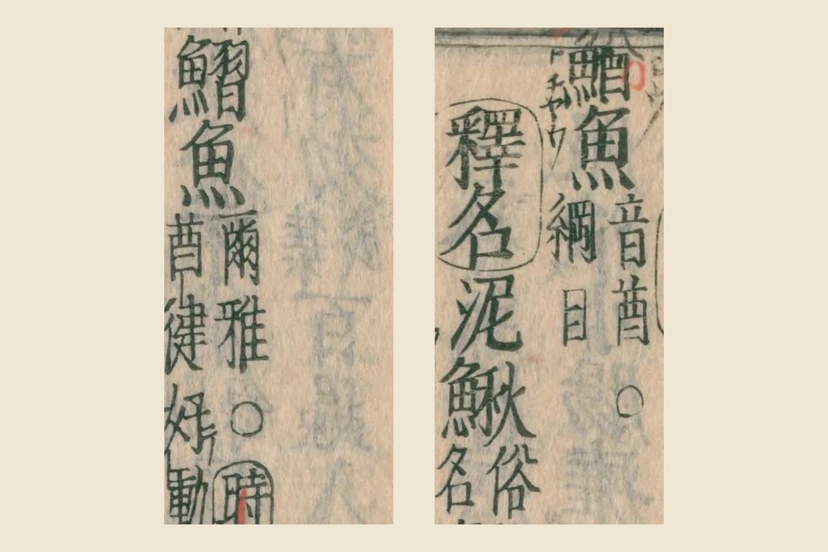 『本草綱目』の見出し「鰌魚 音酋 綱目」と「釋名 泥鰍 俗名 鰼魚 爾雅」の大写し