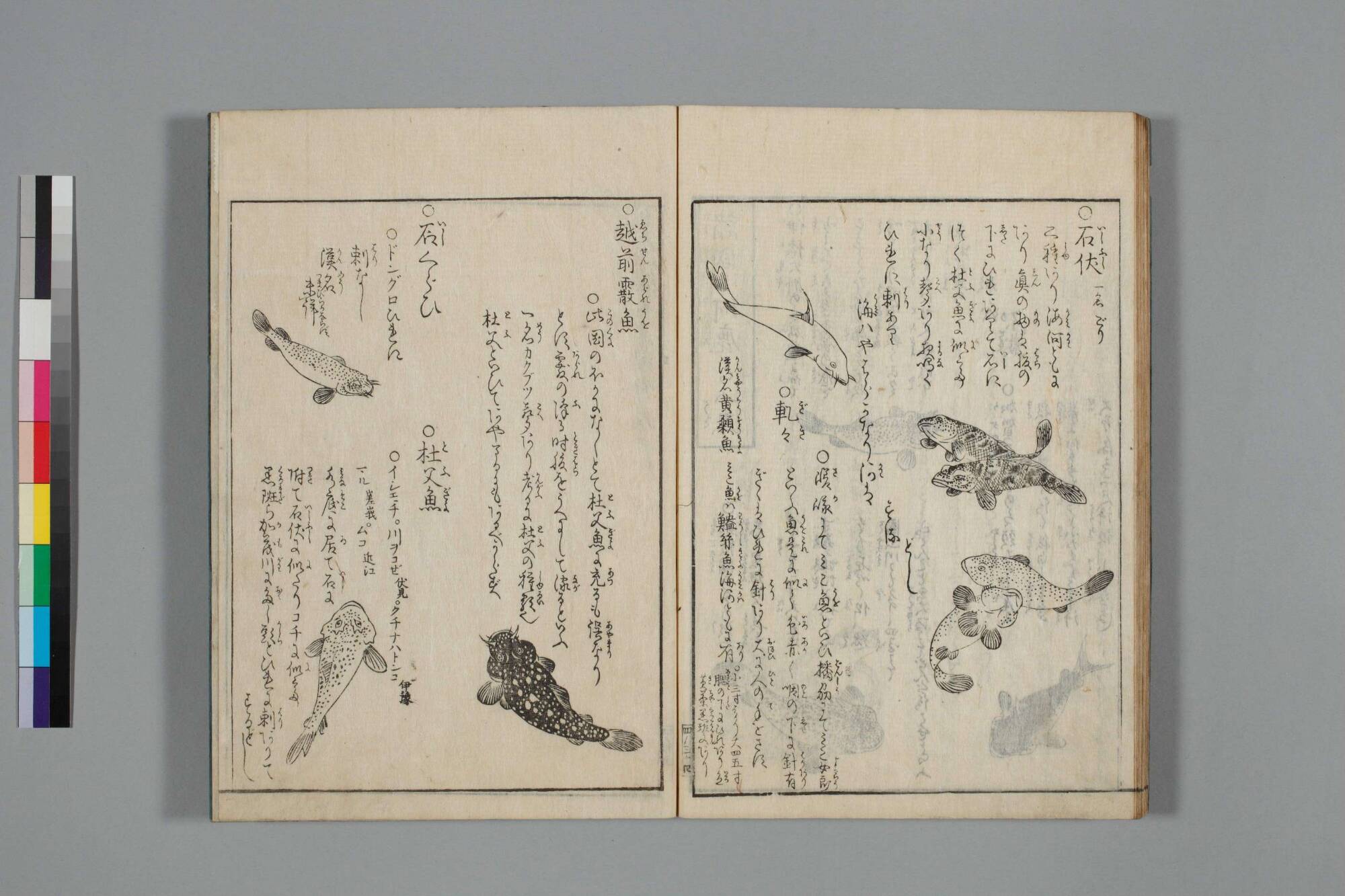 『山海名産図会』の見開き。右ページに頭の大きな魚が何尾も、左ページに斑点のある魚と「杜父魚」の見出し