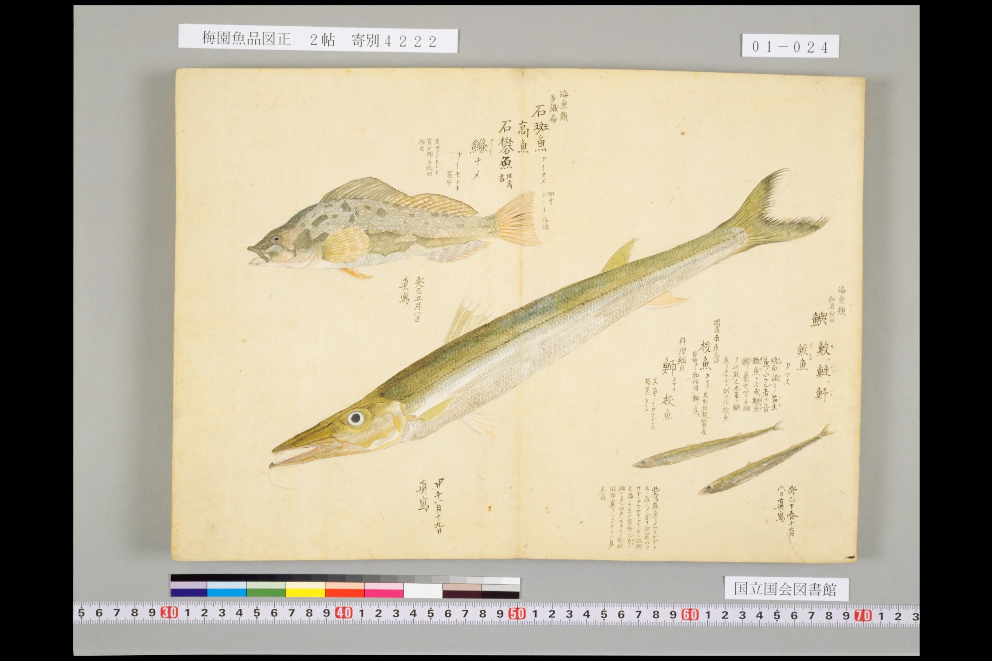 『梅園魚品図正』巻1コマ24の見開き。口のとがった細長い魚が斜めに大きく描かれ、右に書き入れ。左上は別の魚（アイナメ）