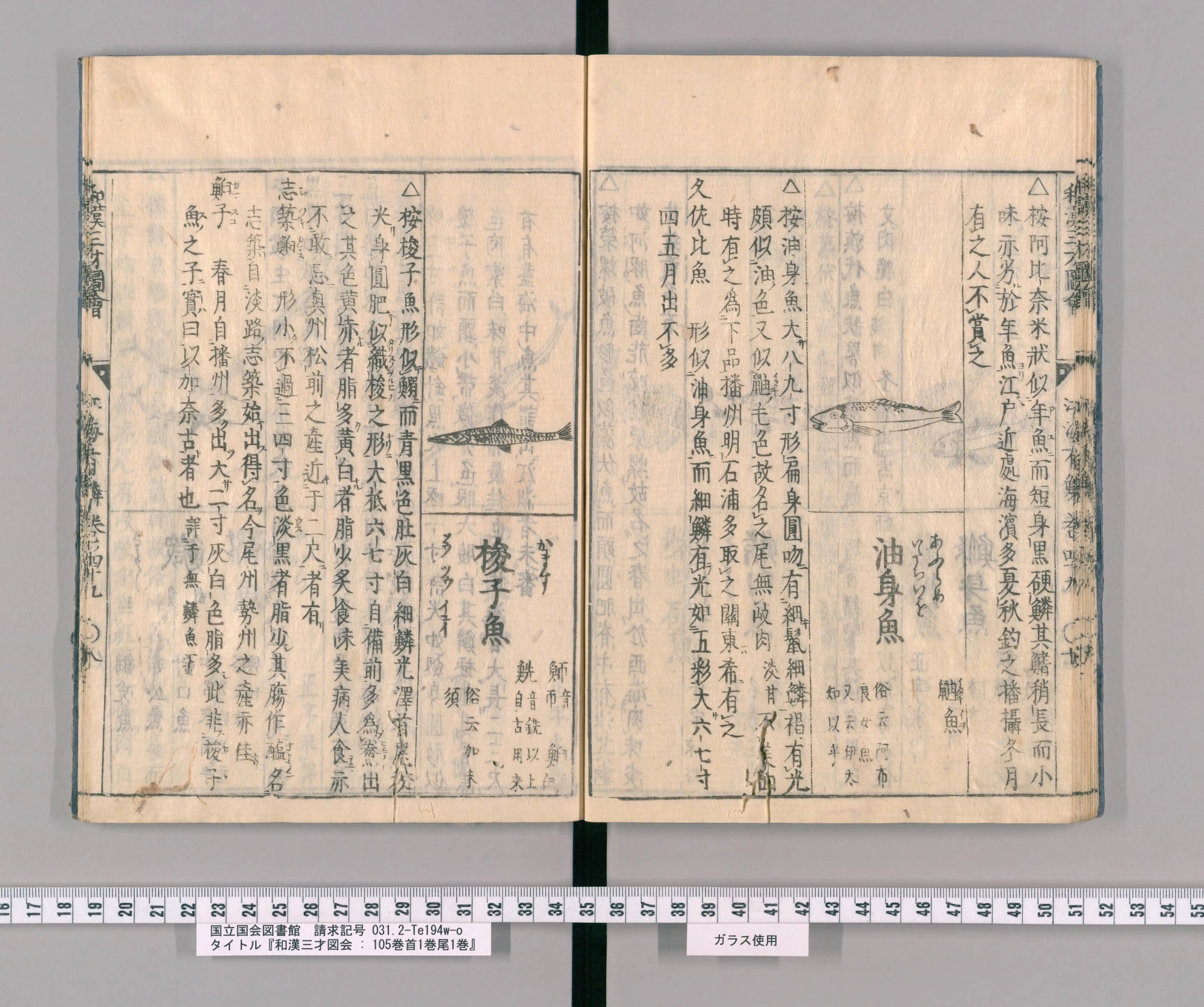 『和漢三才図会』巻四十九コマ25の見開き。左ページの右に細長い魚の絵と見出し「梭子魚」