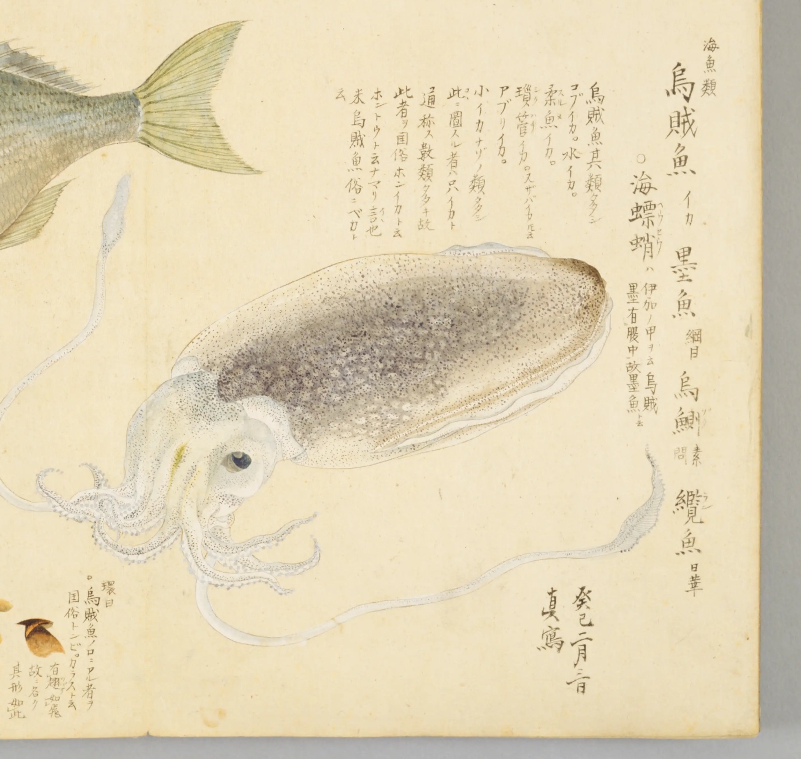 『梅園魚品図正』のイカの図。細かな斑点のある胴と長い触腕が描かれ、右に「烏賊魚」「海螵蛸ハ伊加ノ甲ヲ云」などの書き入れがある