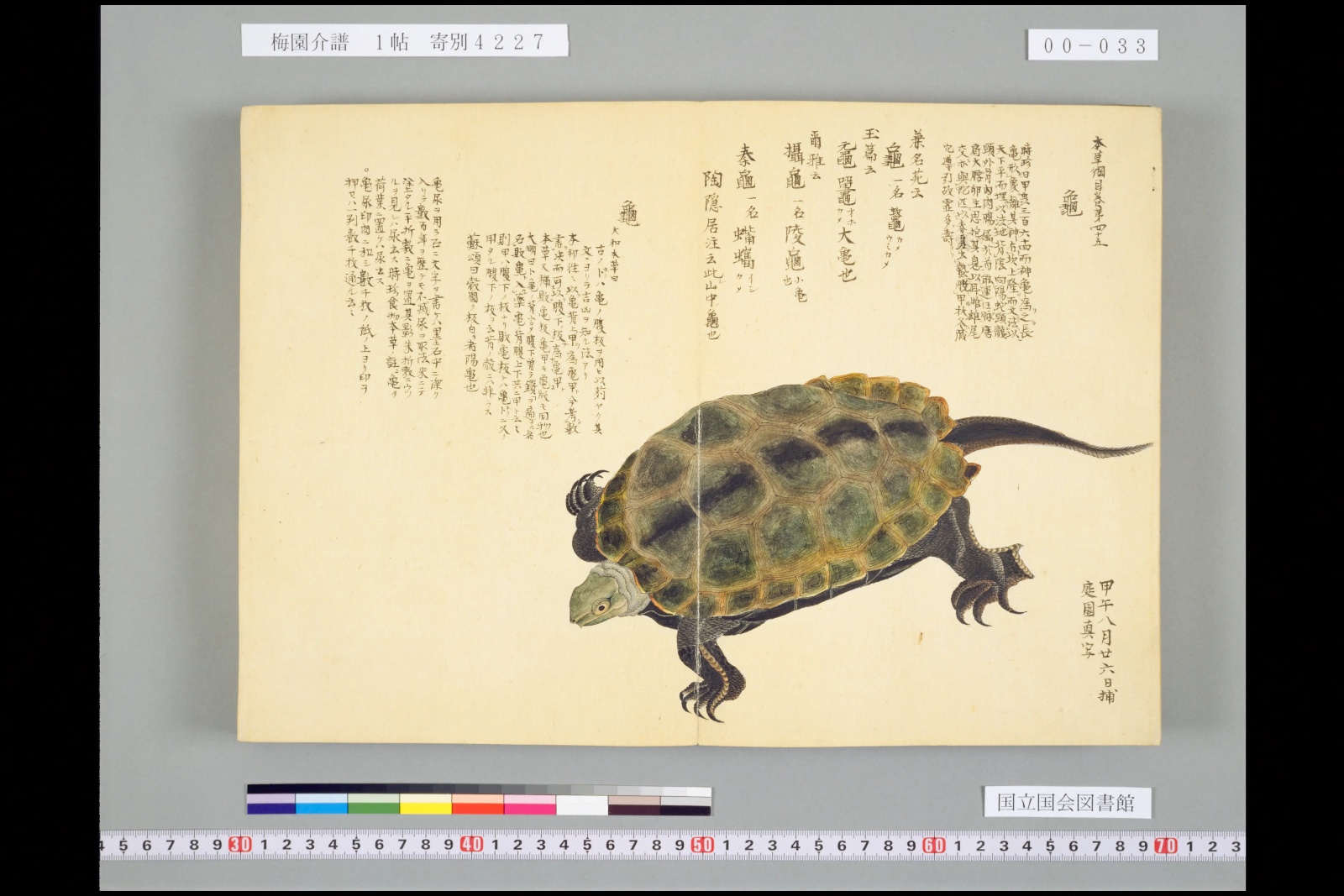 『梅園介譜』の亀の図。長い尾のある亀が左向きに歩く姿で描かれ、上に漢文の書き入れが並ぶ