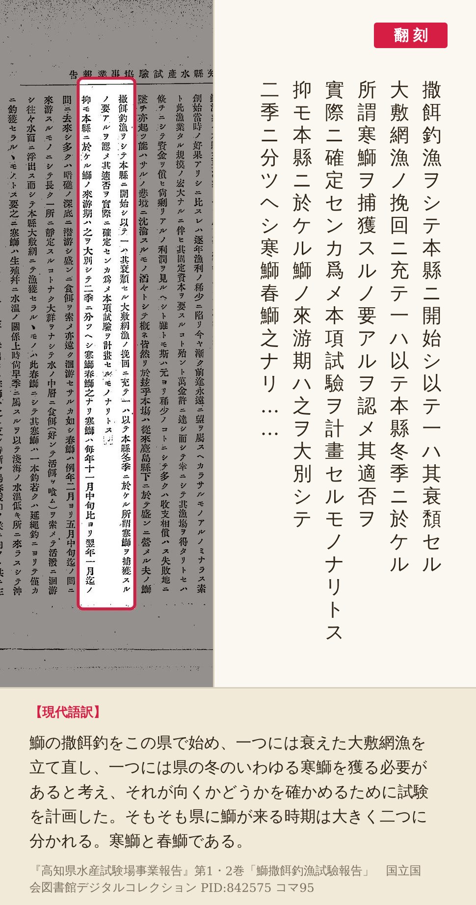 『高知県水産試験場事業報告』コマ95の「撒餌釣漁ヲシテ本縣ニ開始シ」から「寒鰤春鰤之ナリ」までの三列を赤枠で囲み、翻刻を並べた画像