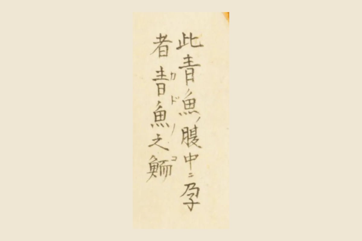 『梅園魚譜』コマ56の卵巣の図のわきの書き入れ「此青魚腹中ニ孕者　青魚之鯑」の大写し