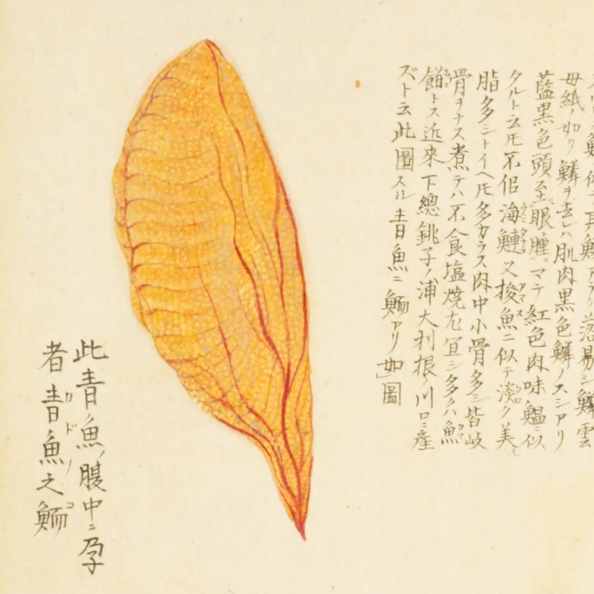 『梅園魚譜』コマ56の左上。橙色の卵巣の絵と、その左下の書き入れ