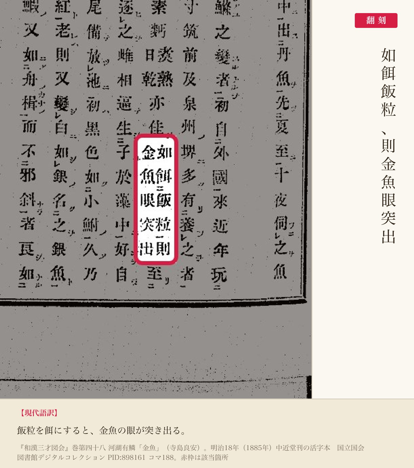 『和漢三才図会』の一節と翻刻。「如餌飯粒、則金魚眼突出」