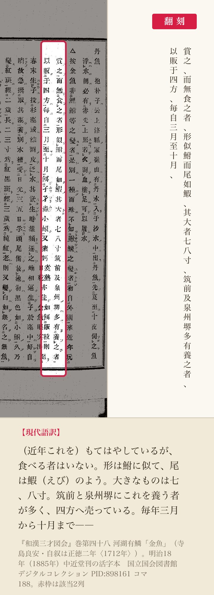 『和漢三才図会』の按文2列と翻刻。「其大者七八寸、筑前及泉州堺多有養之者、以販于四方」