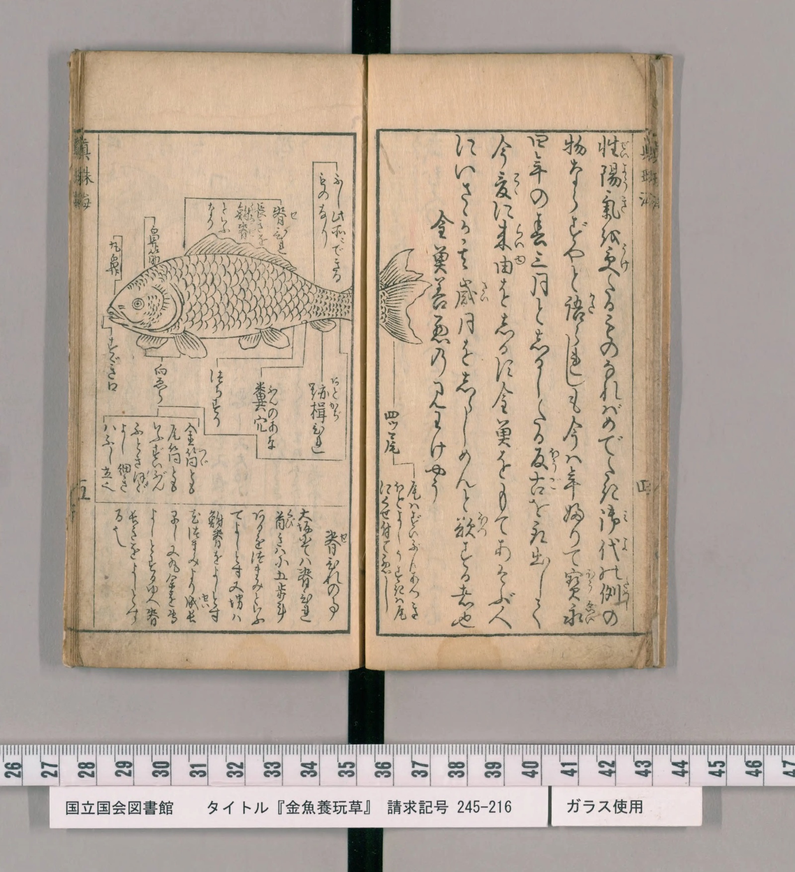 『金魚養玩草』の金魚各部名称図。魚の線画から引き出し線が伸び、部位の名が書かれている