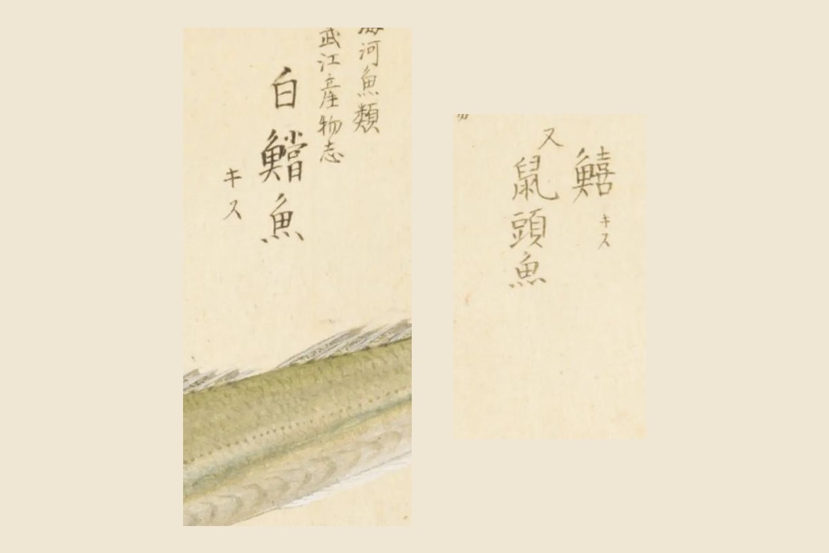 『梅園魚品図正』のキスの見出し二つの大写し。右にもう一匹のキスの見出し、左に「鱚（キス）又鼠頭魚」