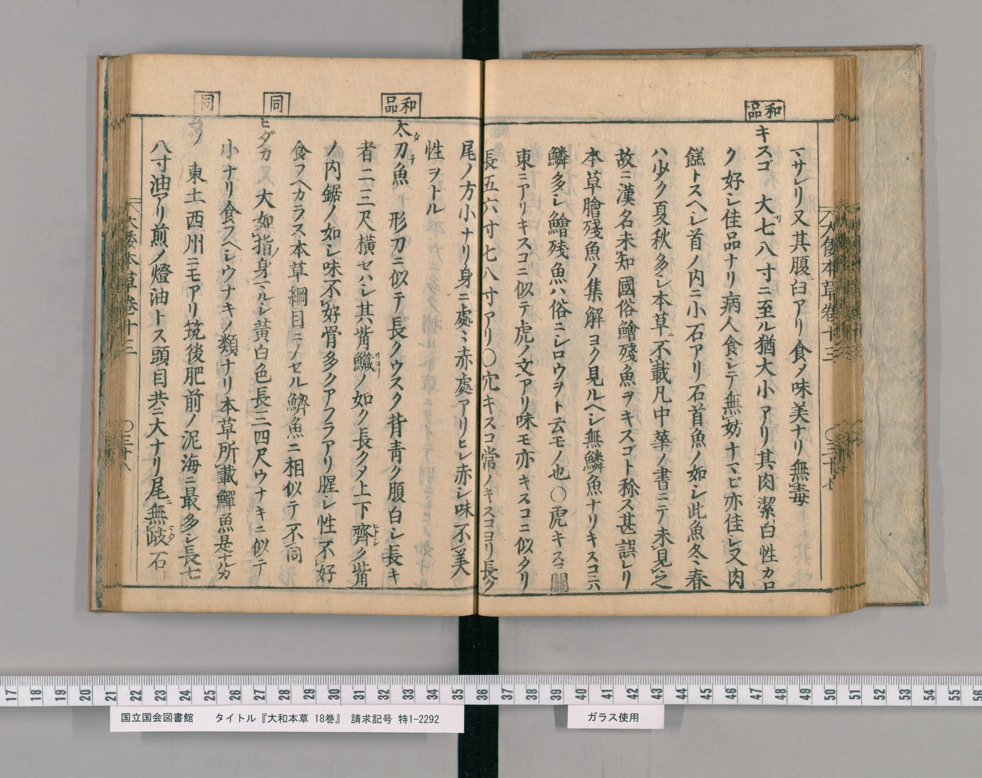 『大和本草』巻十三コマ40の見開き。右ページの「和品」の柱の下に見出し「キスゴ」