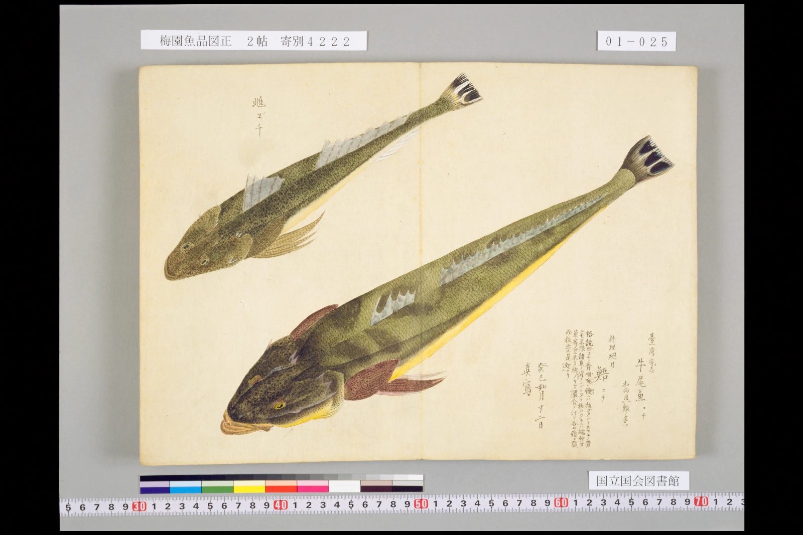 『梅園魚品図正』巻一コマ25の見開き。上から見たコチが二匹、斜めに大きく描かれている