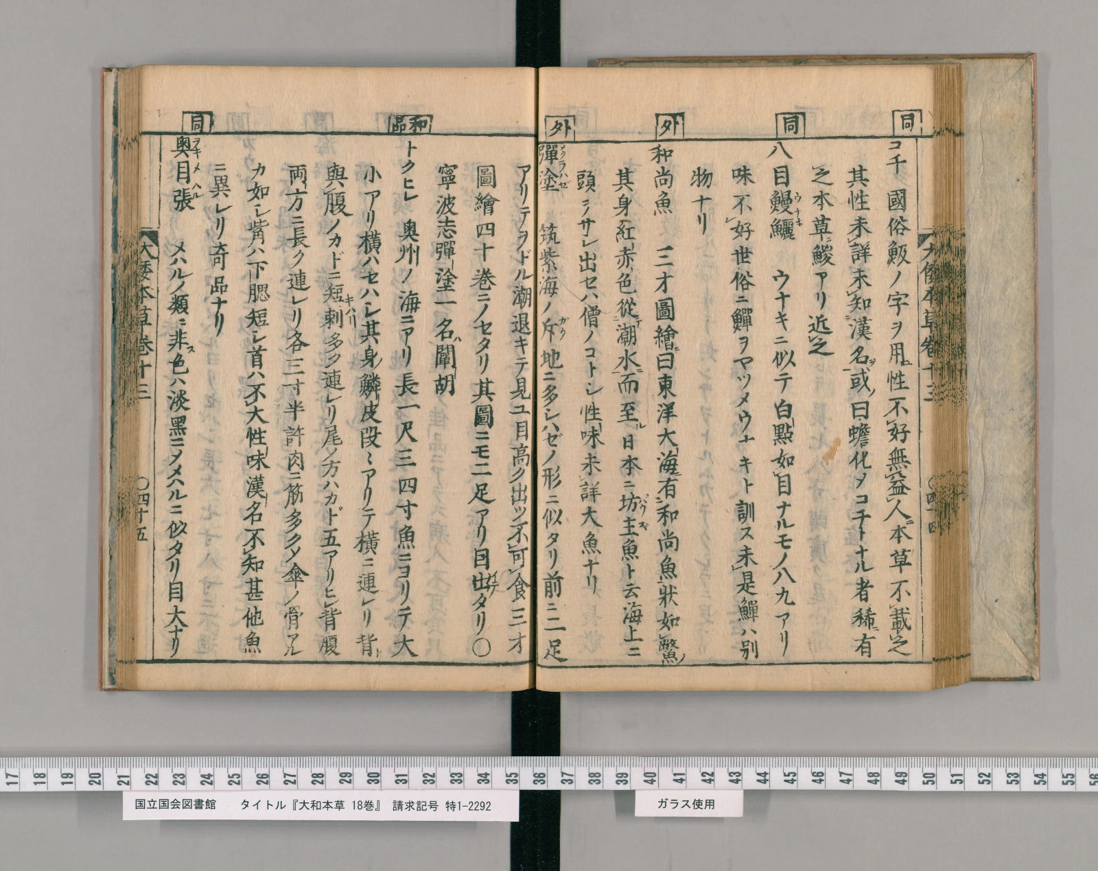 『大和本草』巻十三コマ47の見開き。右ページの右端にコチの項