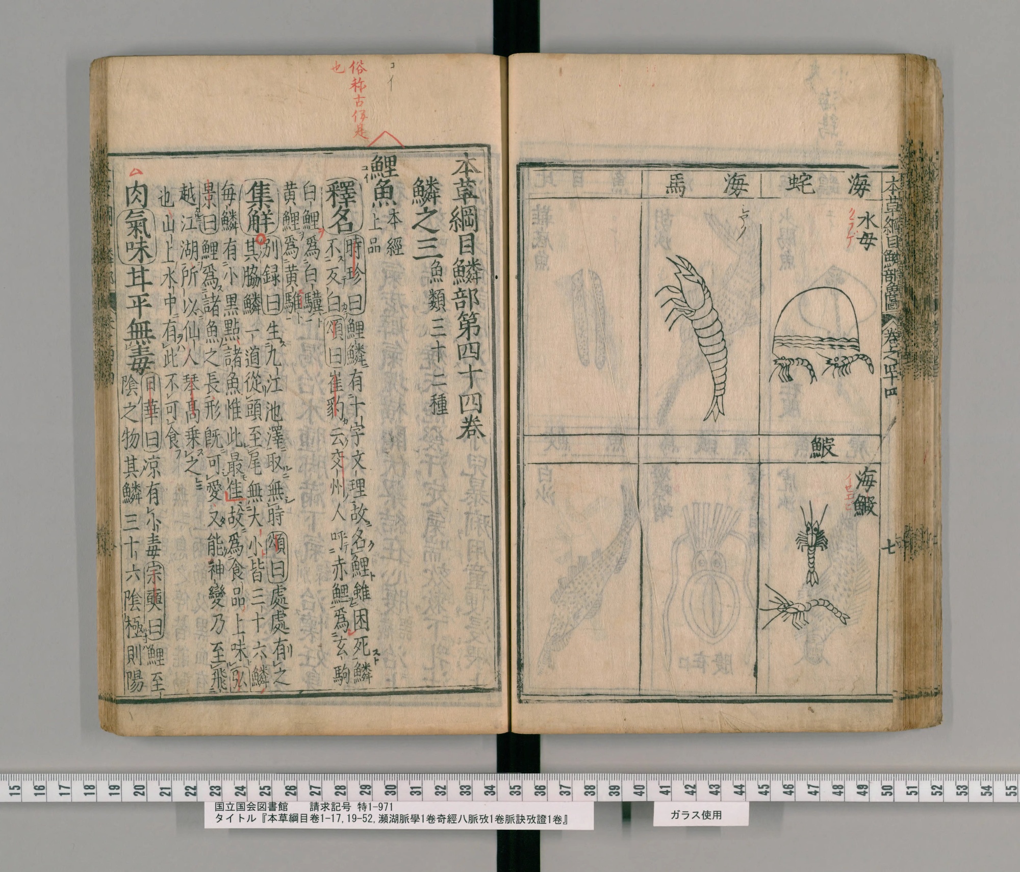 『本草綱目』承応2年刊本 巻四十四コマ54の見開き。左ページに巻頭「本草綱目鱗部第四十四巻」と見出し「鯉魚」、右ページにエビやクラゲの図