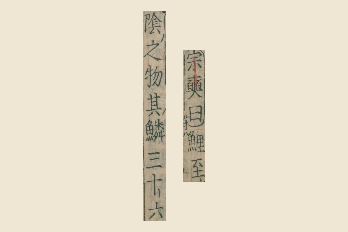 『本草綱目』コマ54「気味」の欄の「宗奭曰鯉至陰之物其鱗三十六」の大写し