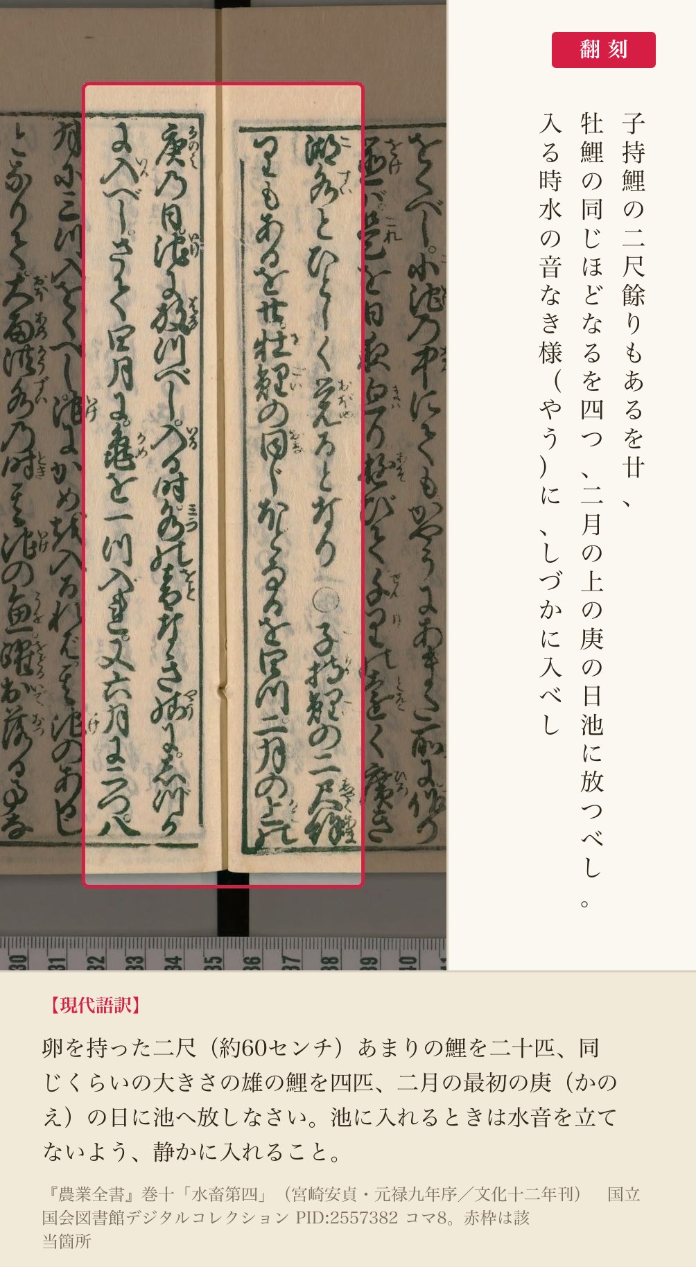 種鯉の数と放つ時期を記した箇所、赤枠と翻刻