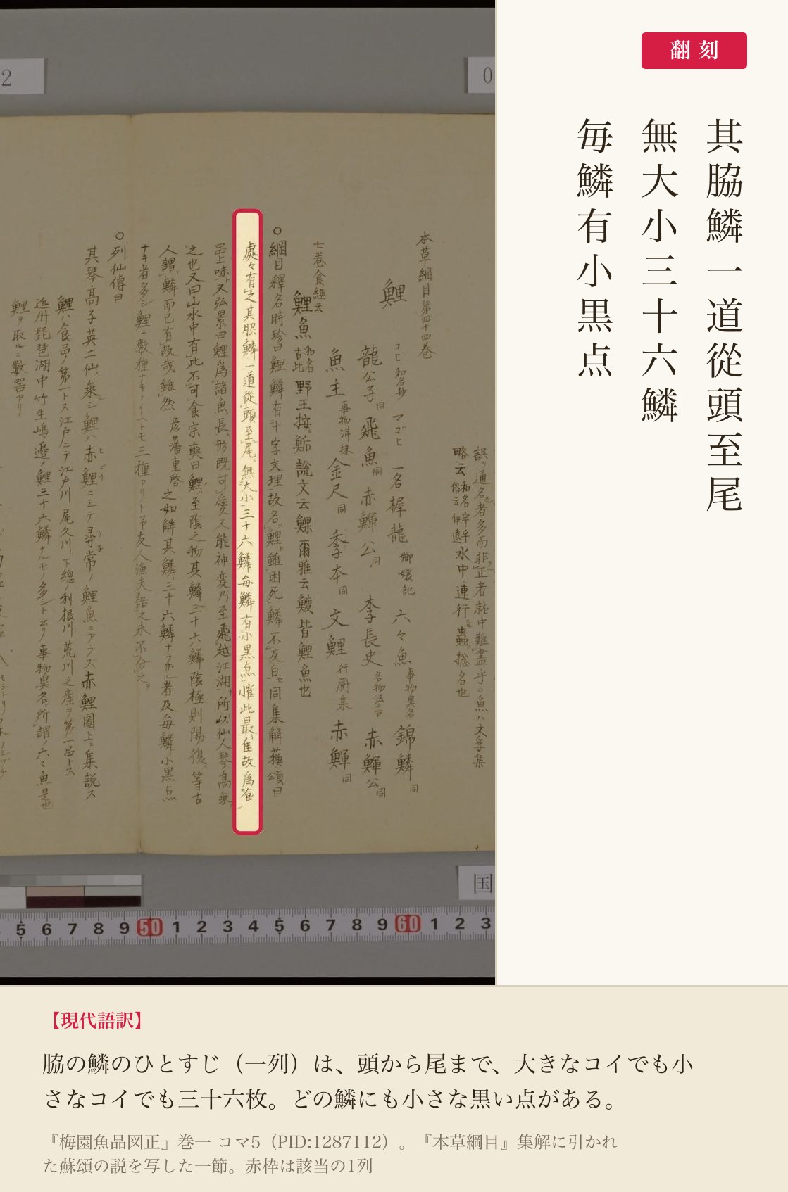 『梅園魚品図正』巻一コマ5、三十六鱗の記述の赤枠注釈と翻刻