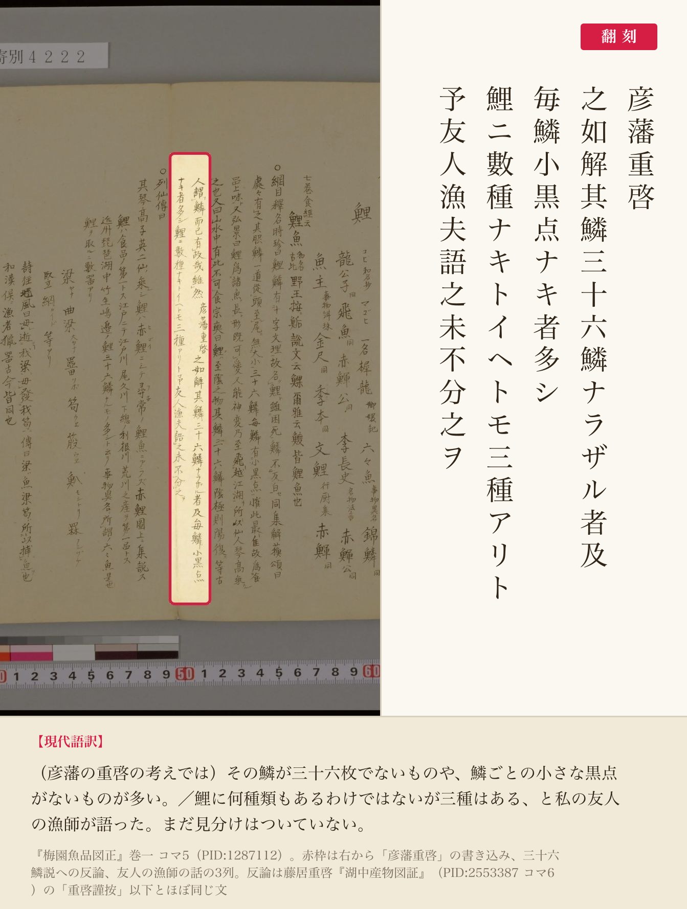 『梅園魚品図正』巻一コマ5、「彦藩重啓」の書き込みと三十六鱗説への反論、友人の漁師の話の赤枠注釈と翻刻