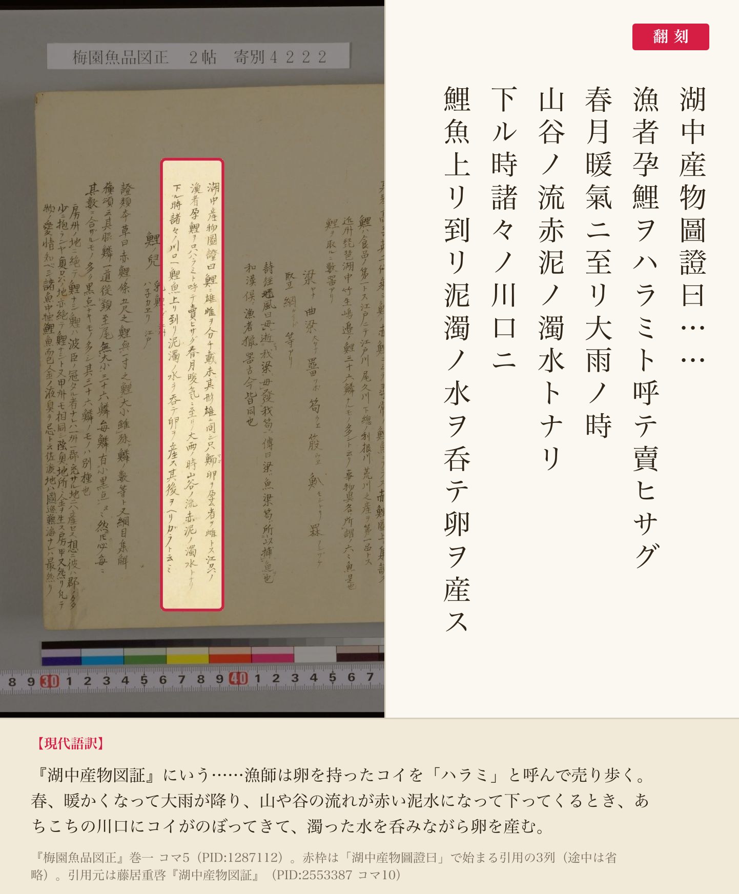 『梅園魚品図正』巻一コマ5、『湖中産物図証』を引いたコイの産卵の記述の赤枠注釈と翻刻