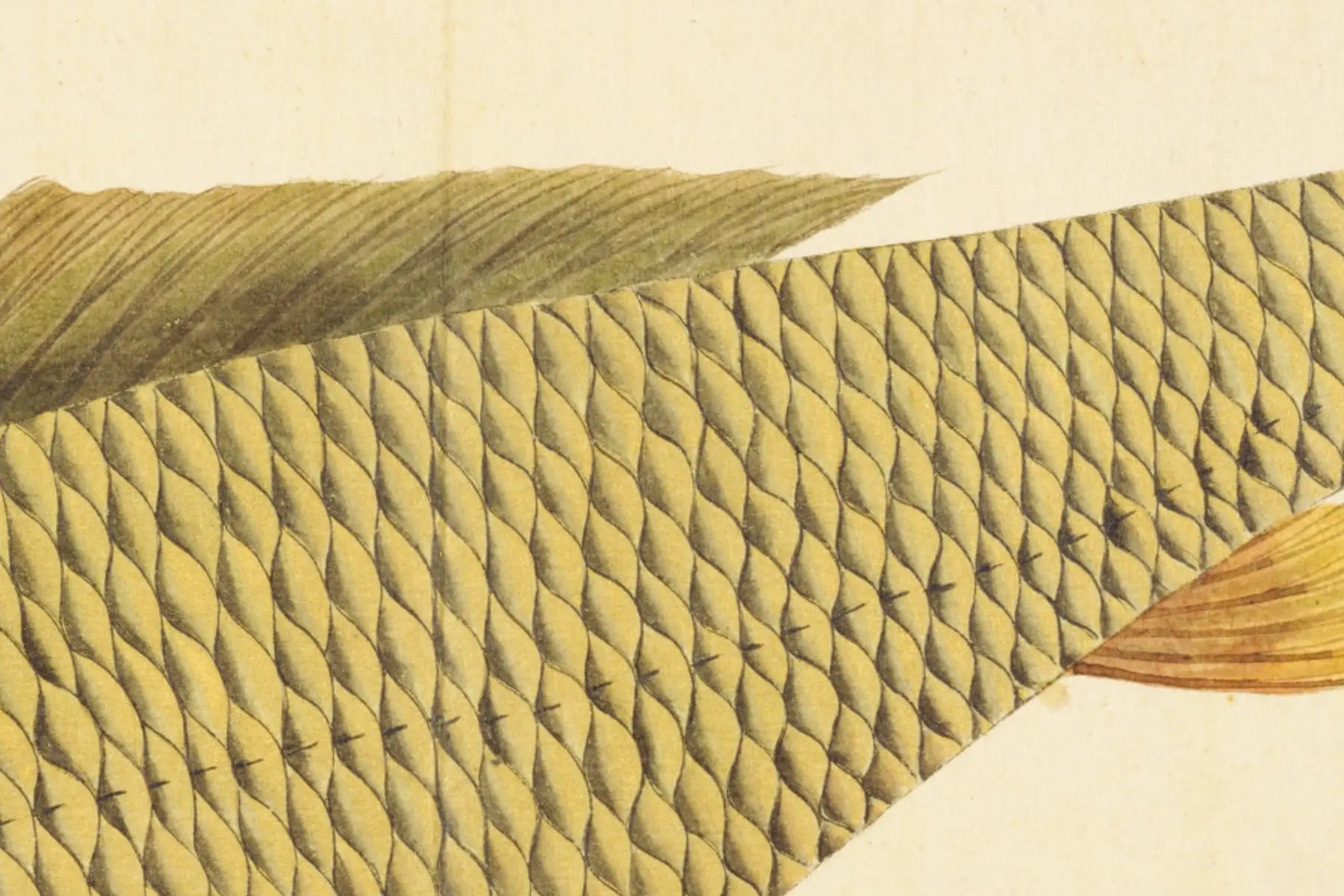 『梅園魚品図正』のコイ図・体側の鱗の拡大（NDL PID:1287112 コマ6）