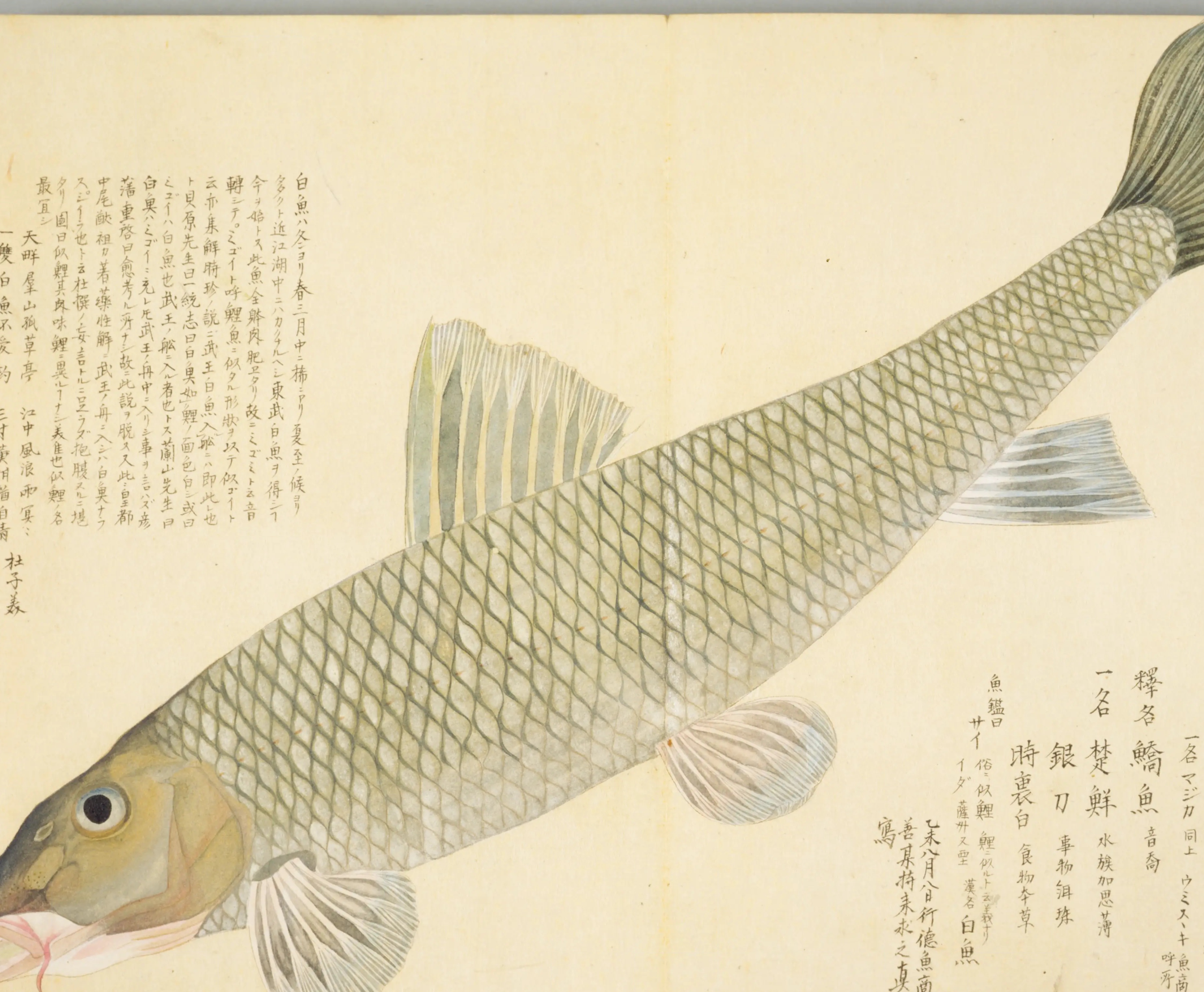 『梅園魚品図正』巻二コマ34「白魚（ハクギヨ）」の図（NDL PID:1287113 コマ34）