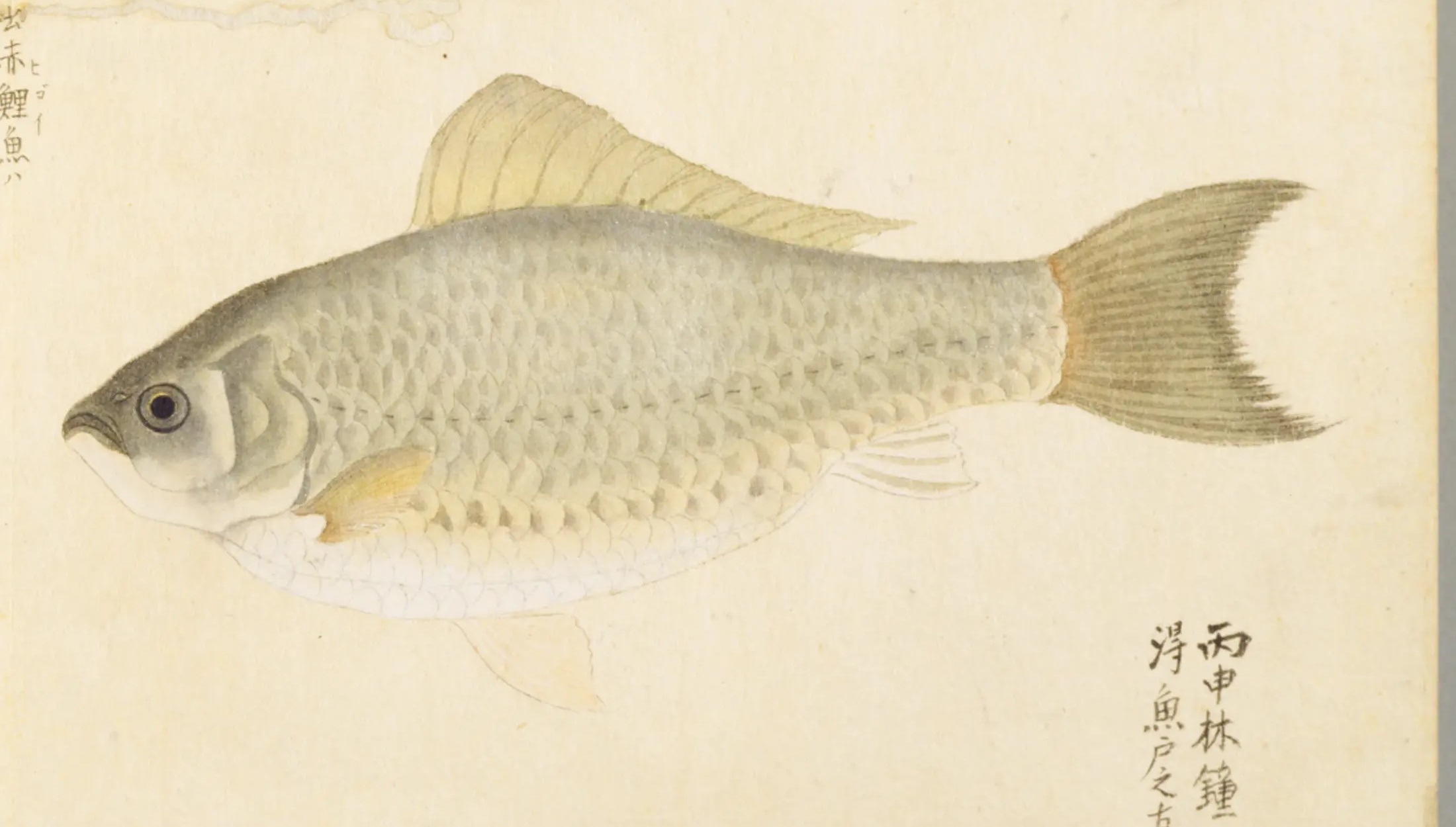 『梅園魚品図正』巻二コマ54に描かれた「鯽魚（フナ／マフナ）」