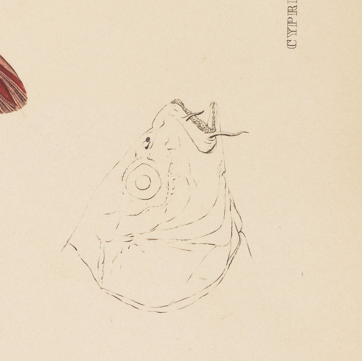 『日本動物誌』魚類編 第96図に添えられた頭部の線画（部分拡大）
