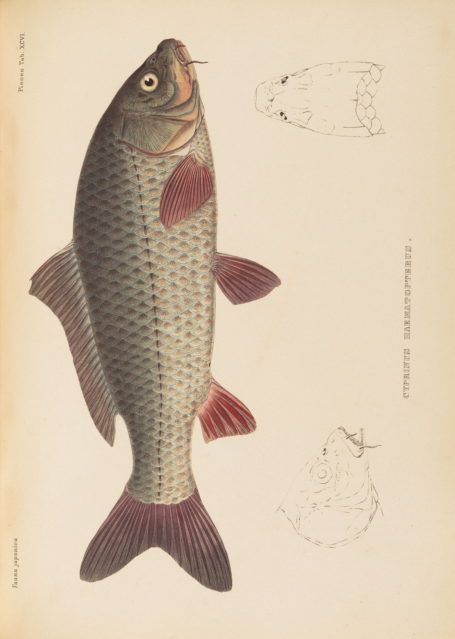 『日本動物誌』魚類編 第96図（Fauna japonica, Pisces, Tab. XCVI）