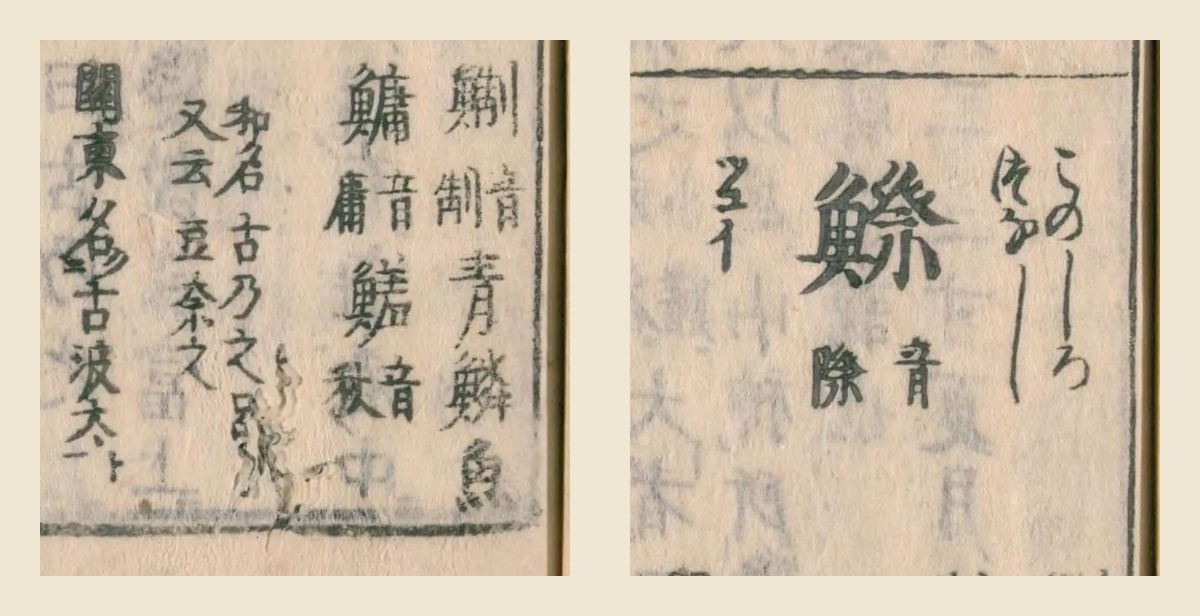 『和漢三才図会』の見出し「鰶（このしろ・つなし）音際」と、脇の「鯯 音制 青鱗魚」「鱅 音庸」「和名古乃之呂 又云豆奈之」「関東名古波太」の大写し