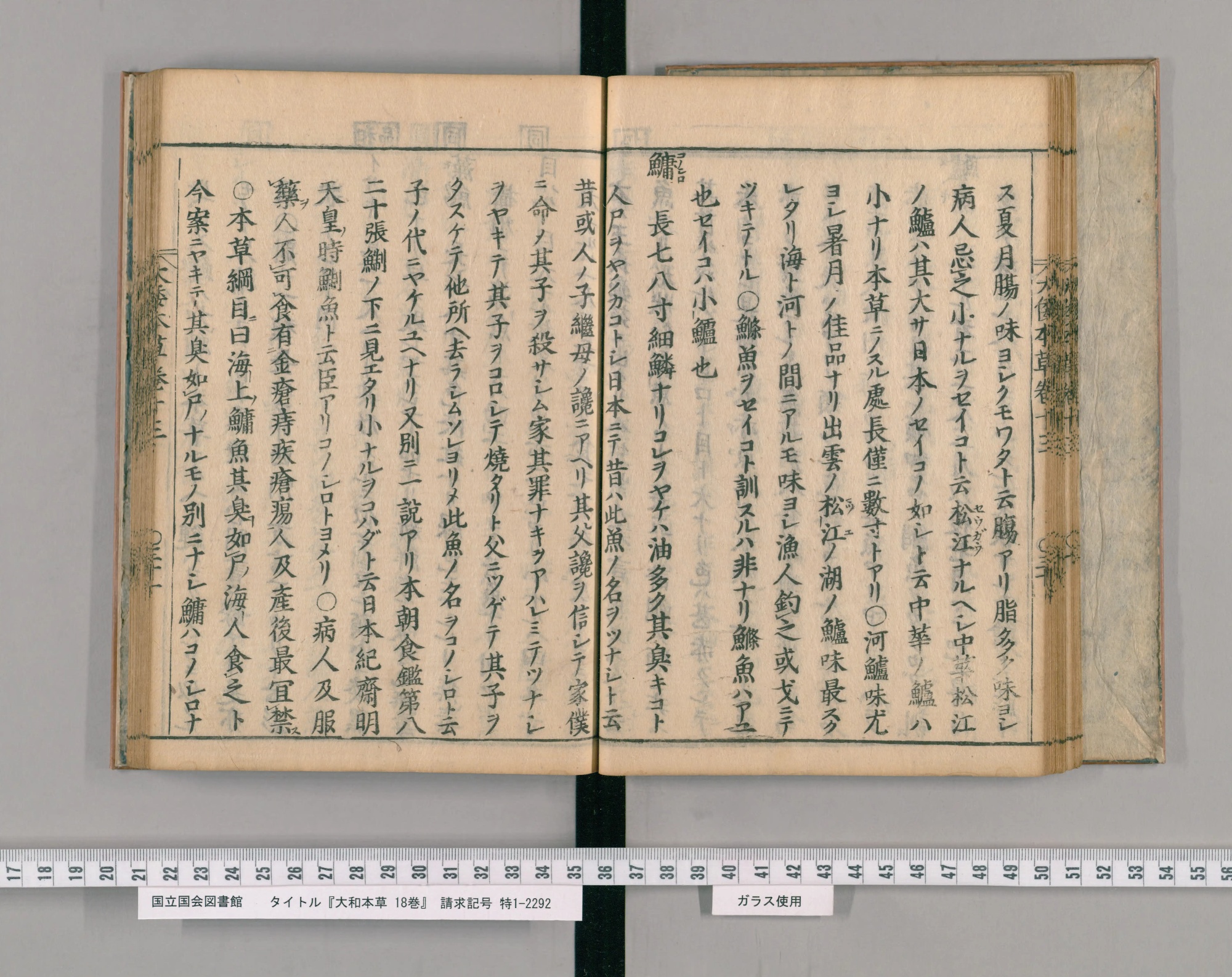 『大和本草』巻十三コマ33の見開き。左ページの頭に見出し「鱅」