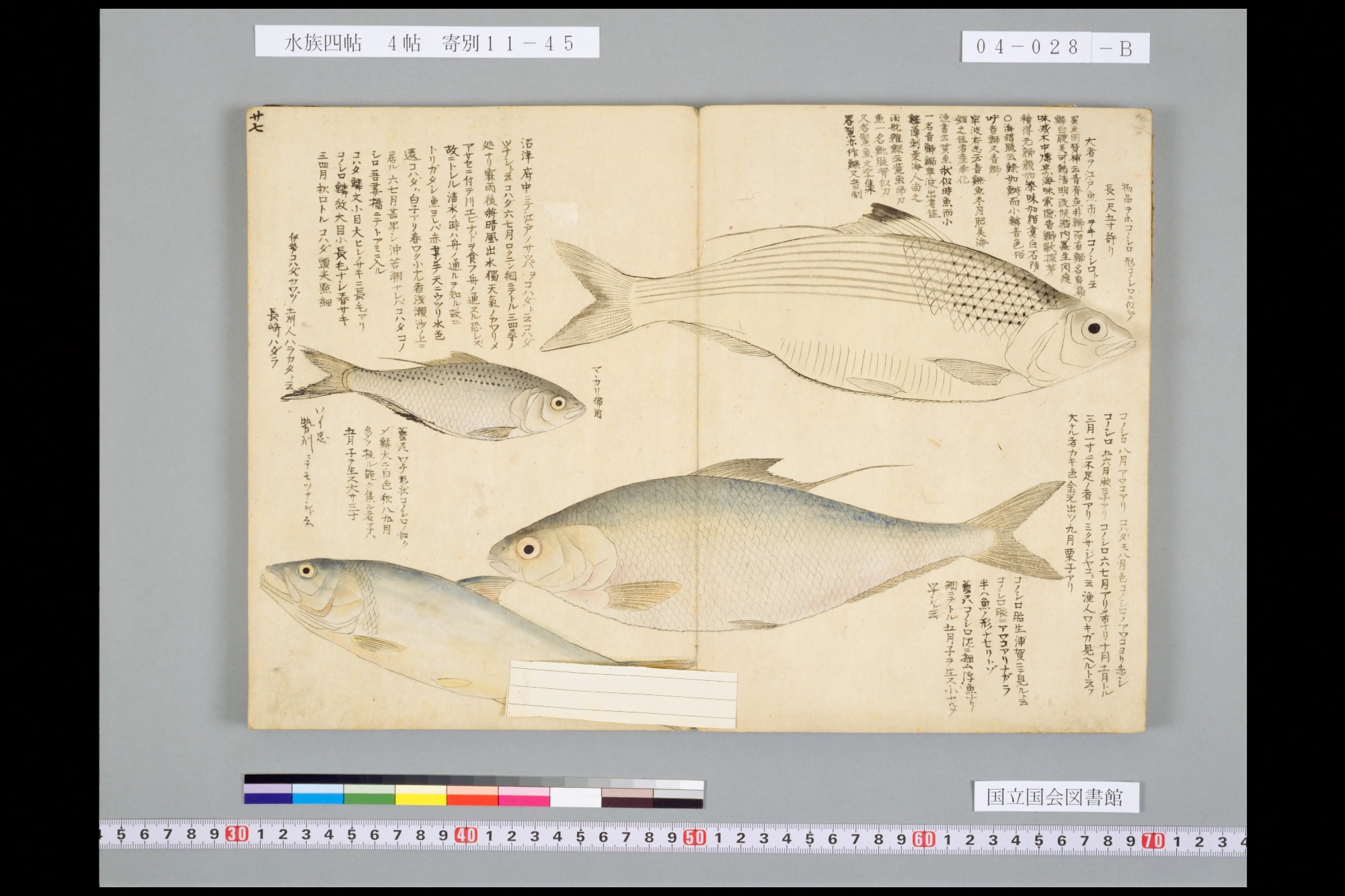 『水族四帖』冬の見開き。墨線で描いた魚と彩色の魚、あわせて4尾が描かれ、余白にカタカナの書き入れが並ぶ