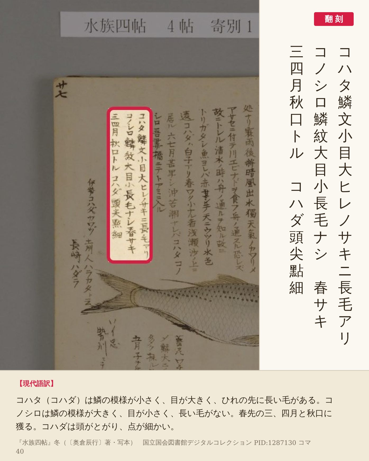 『水族四帖』コマ40の左ページ、コハタとコノシロの見分け方を書いた3列の赤枠と翻刻