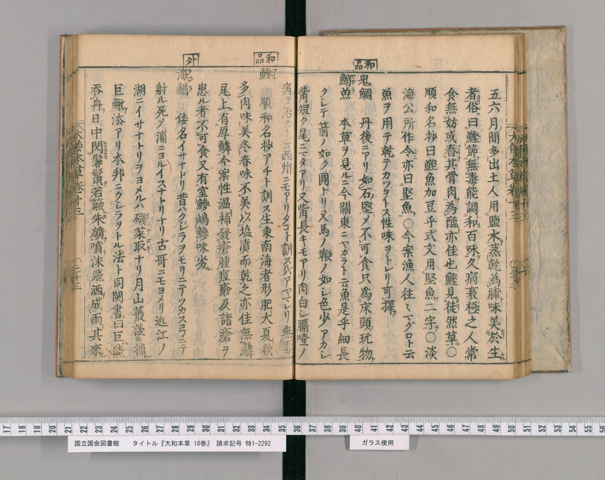 『大和本草』巻十三コマ25の見開き。左ページの「外」の印の下に見出し「海鰌」