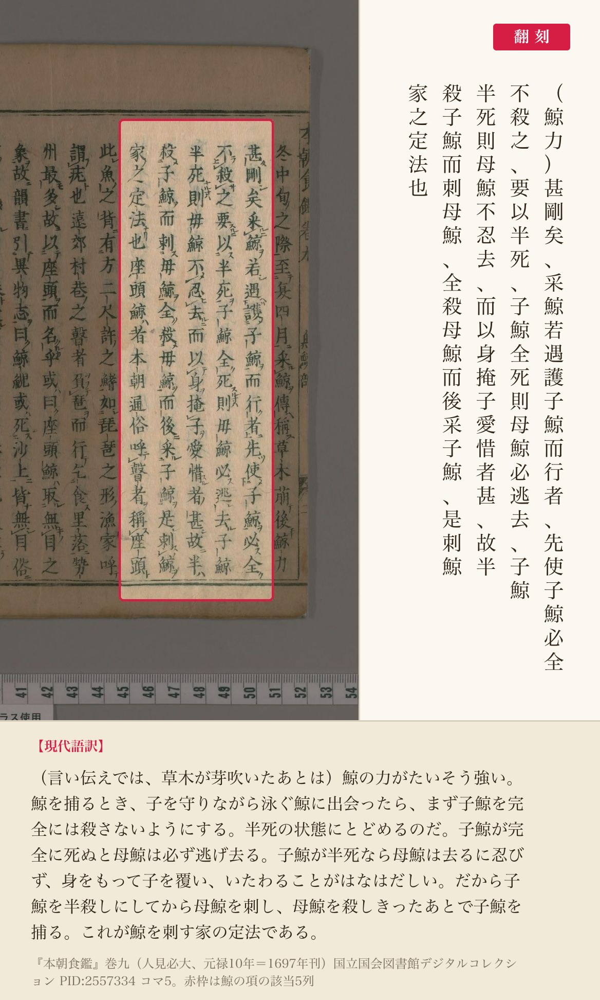 『本朝食鑑』巻九、鯨を捕る際の「定法」を記した箇所と翻刻