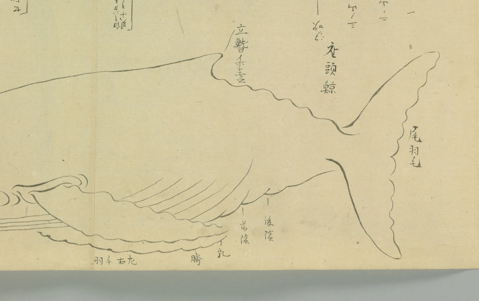 『六鯨之図』の座頭鯨の図。180度回転させ、尾から胴、長い胸びれ、背の小さな鰭が見える向きにしたもの