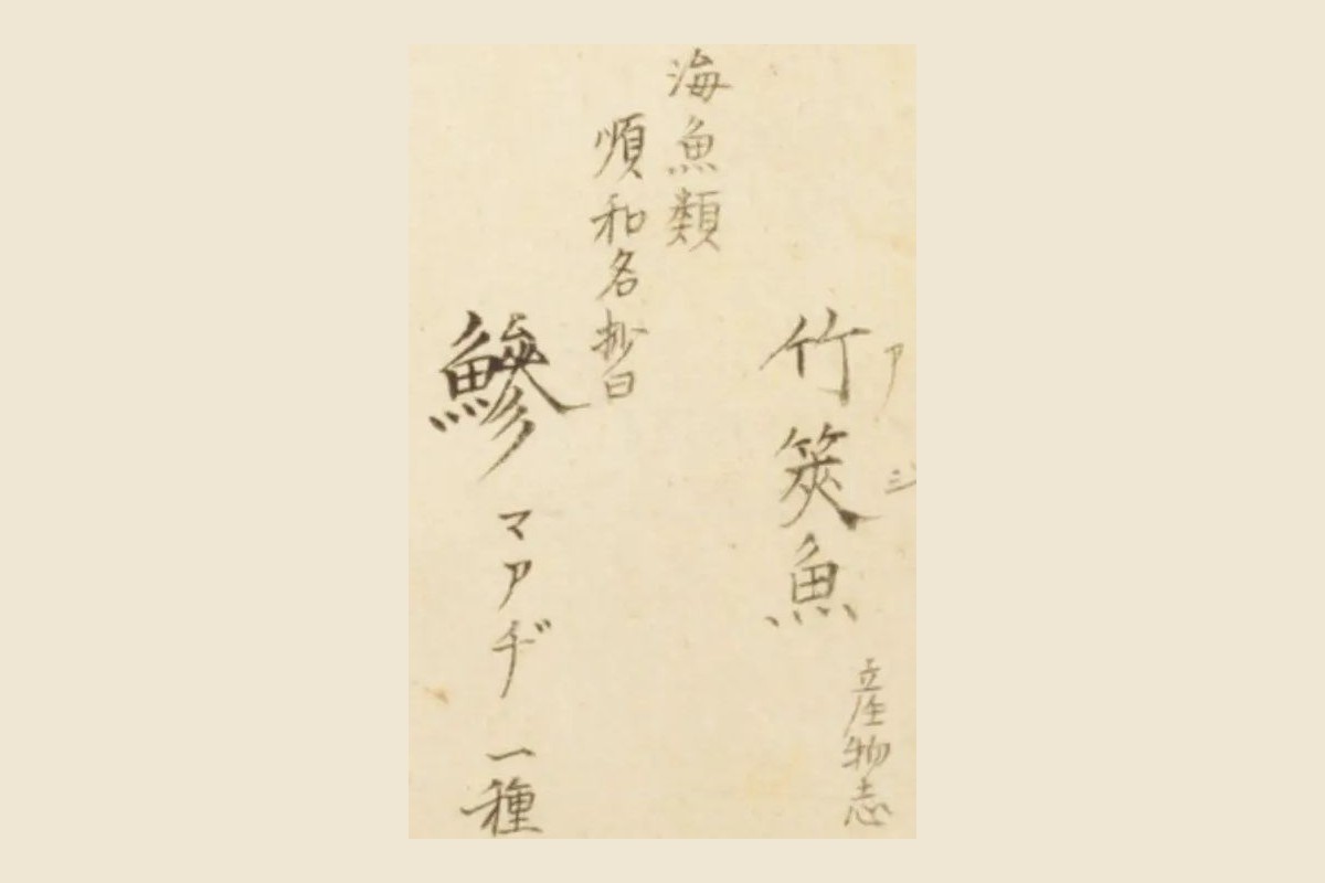 『梅園魚品図正』のマアジの書き入れ「竹筴魚（アヂ）産物志」「海魚類 順和名抄曰 鰺 マアヂ 一種」の大写し