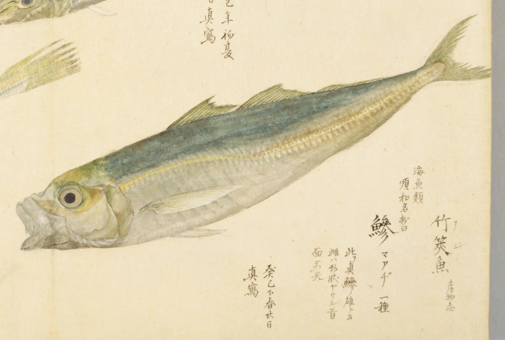 『梅園魚品図正』のマアジの彩色図。青緑の背と銀色の腹、体の後ろ半分に鋸歯のようなうろこの列