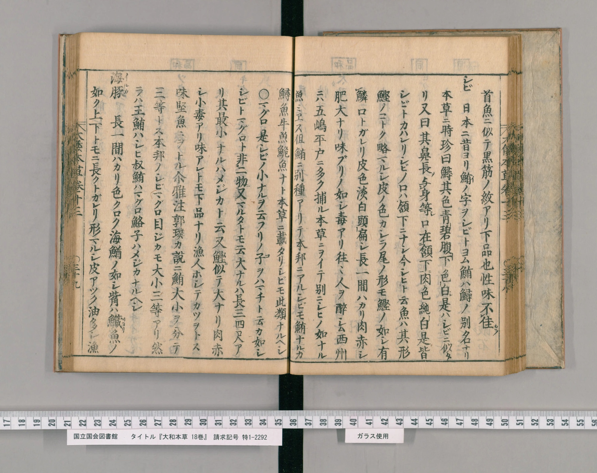 『大和本草』巻十三コマ41の見開き。右ページのはじめに見出し「シビ」、左ページに「○マグロ」