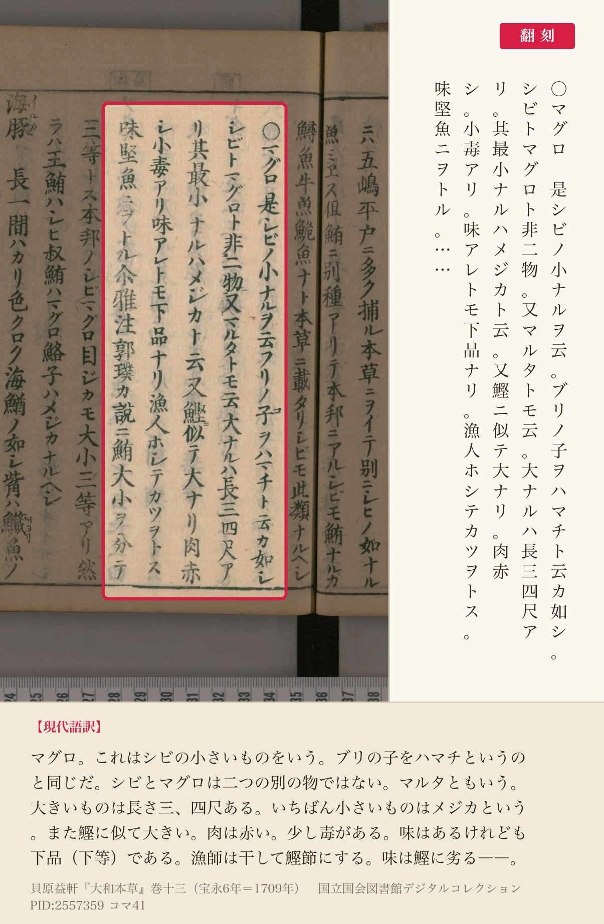 『大和本草』巻十三コマ41左ページの「○マグロ」から「味堅魚ニヲトル」までの5列と翻刻