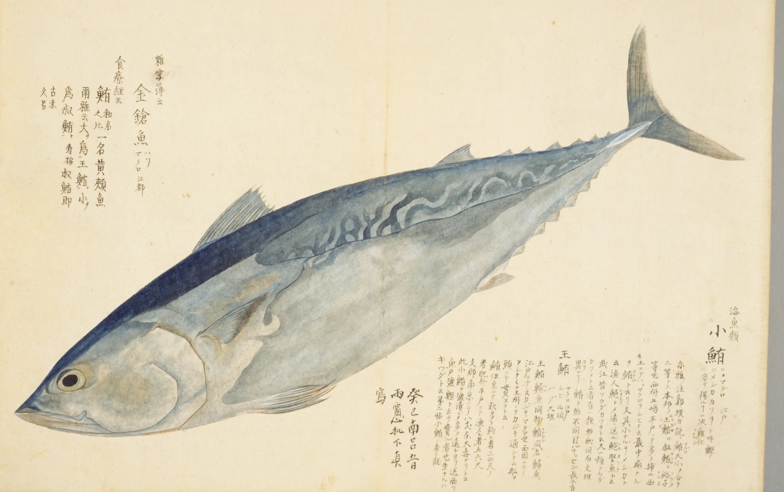 『梅園魚品図正』巻一のマグロの彩色図。紺色の背と銀白の腹の大きな魚。左上に「金鎗魚」「鮪」などの書き入れ