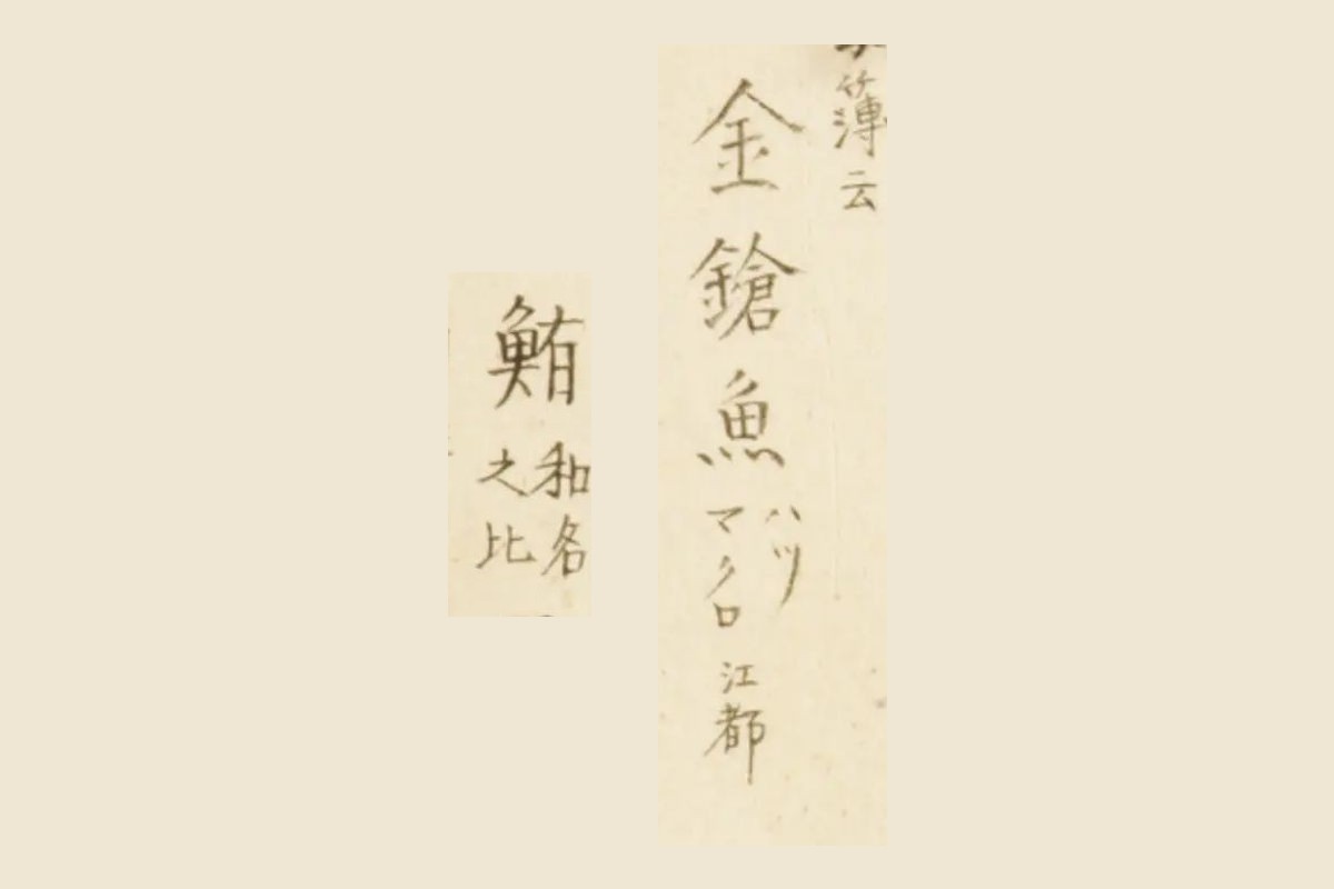 『梅園魚品図正』のマグロの図の書き入れ「金鎗魚」と「鮪 和名之比」の大写し
